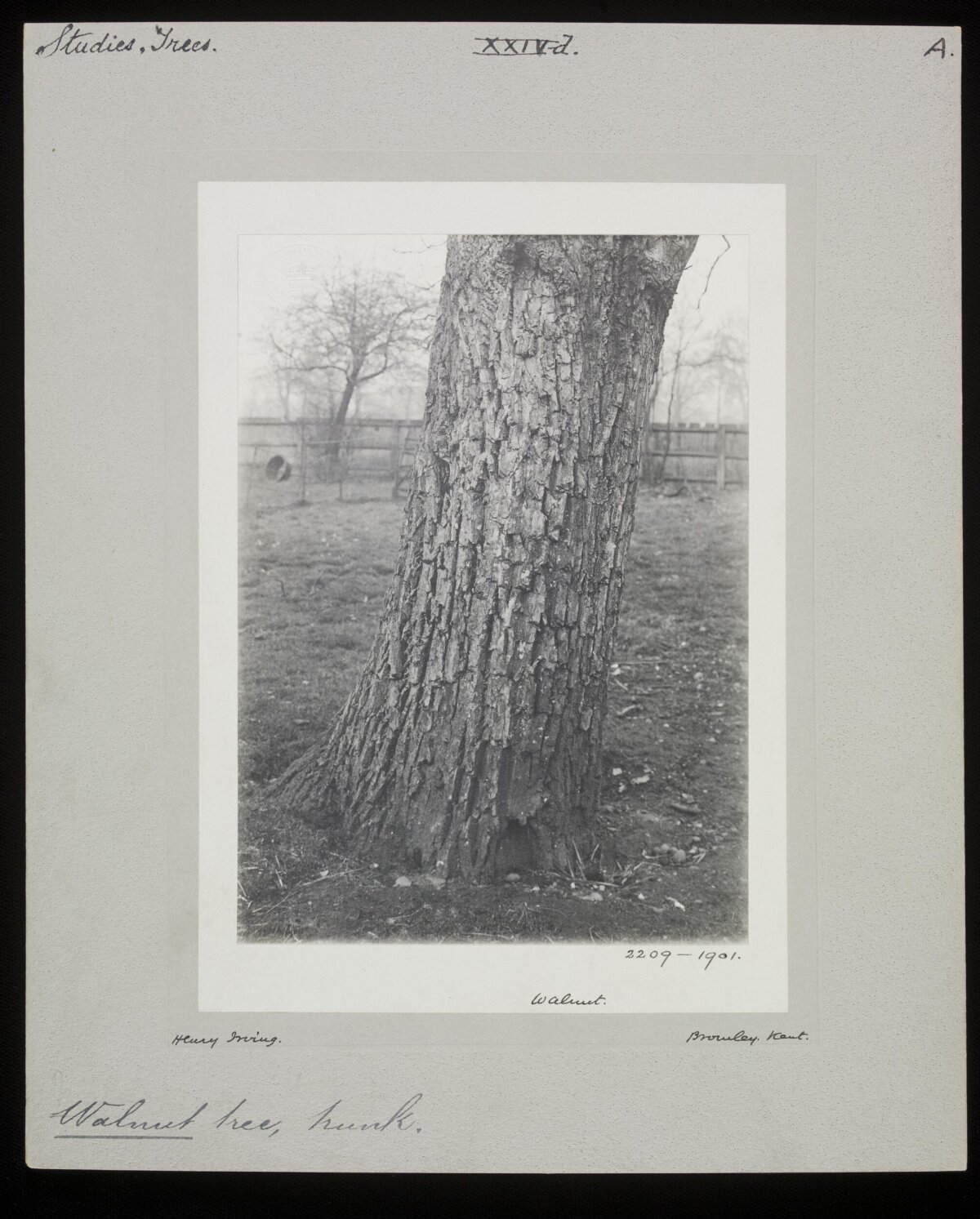 Vintage Photograph of Walnut Tree Trunk