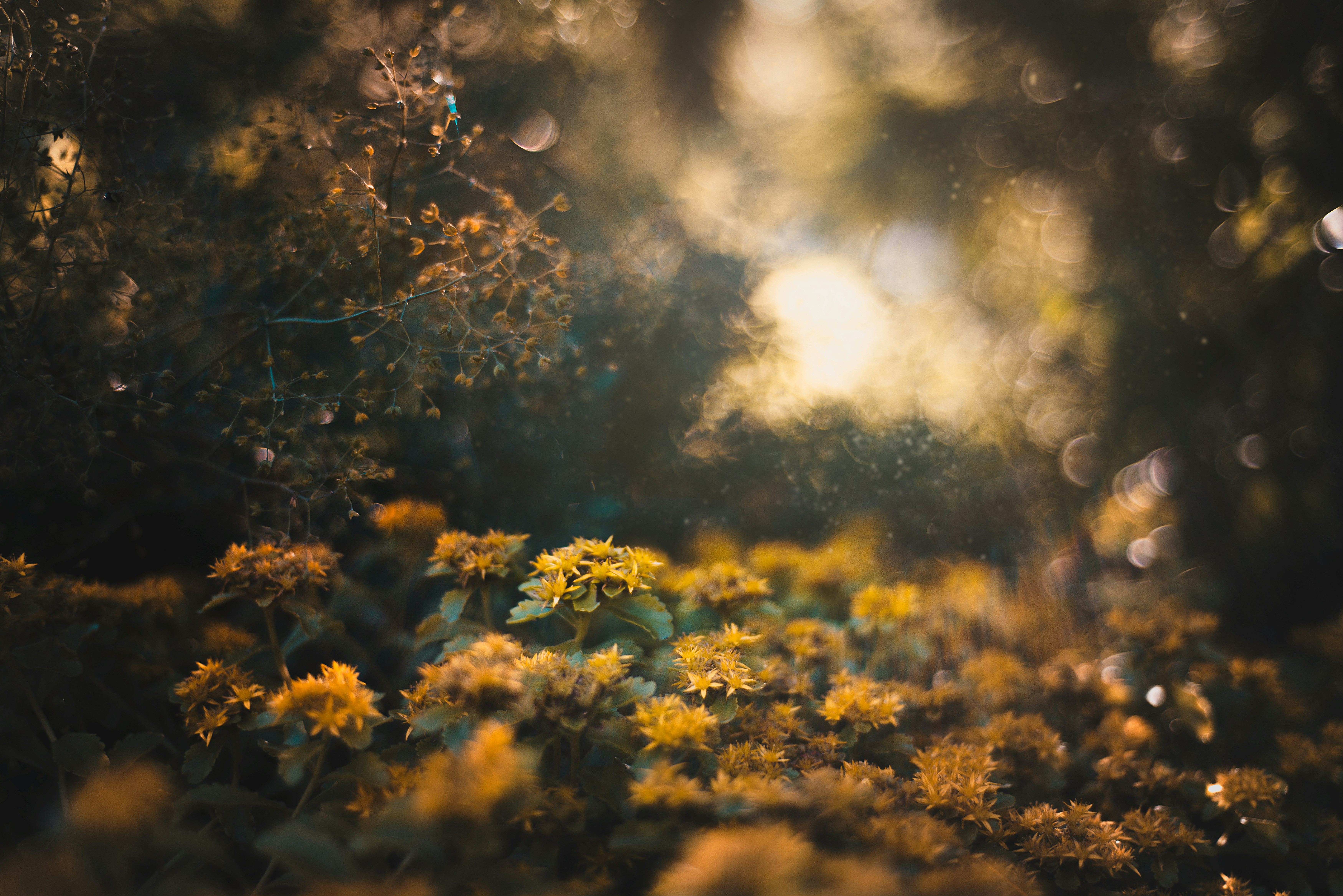Golden Hour Wildflowers Close-up