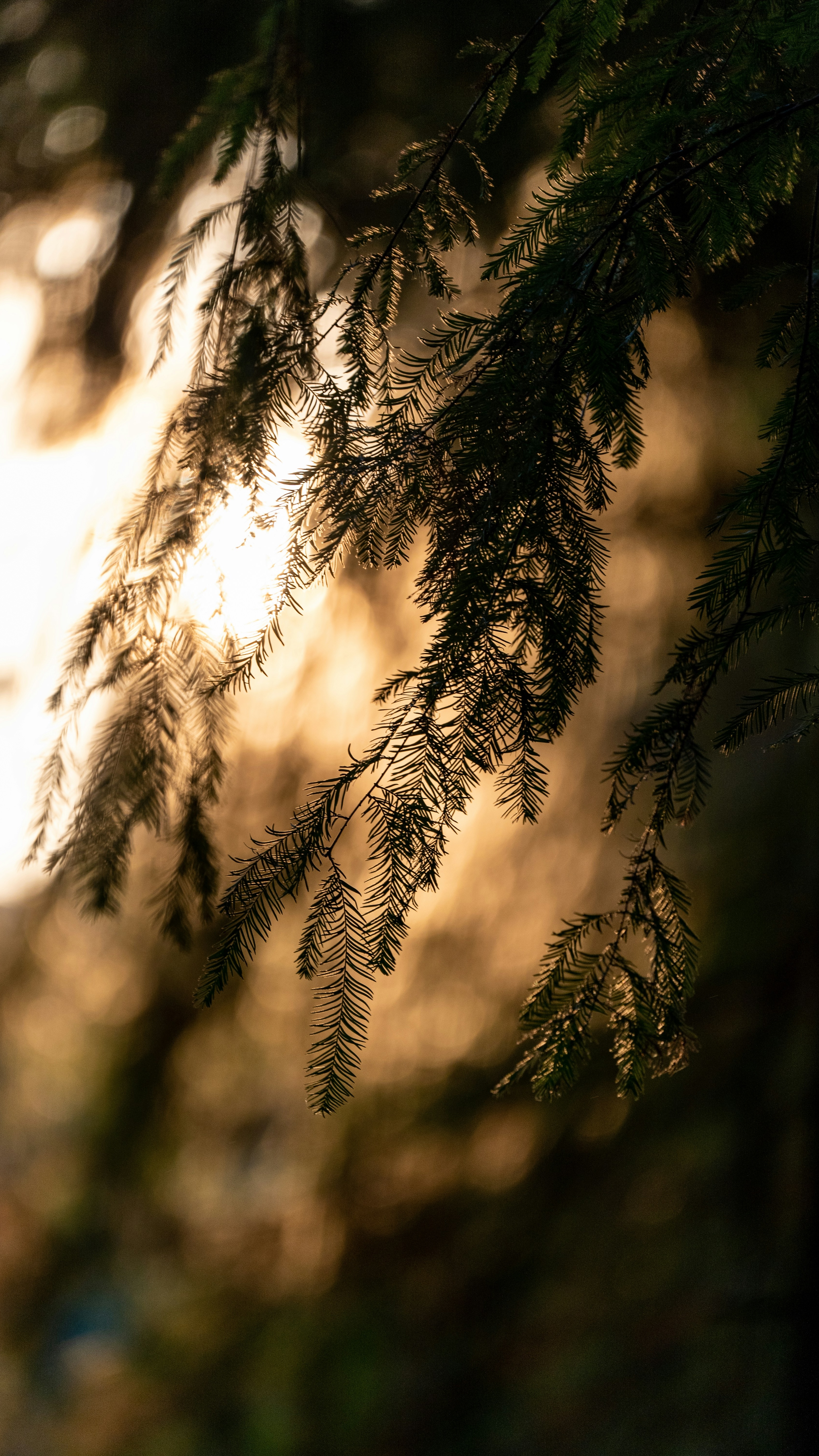 Backlit Hanging Pine Branches