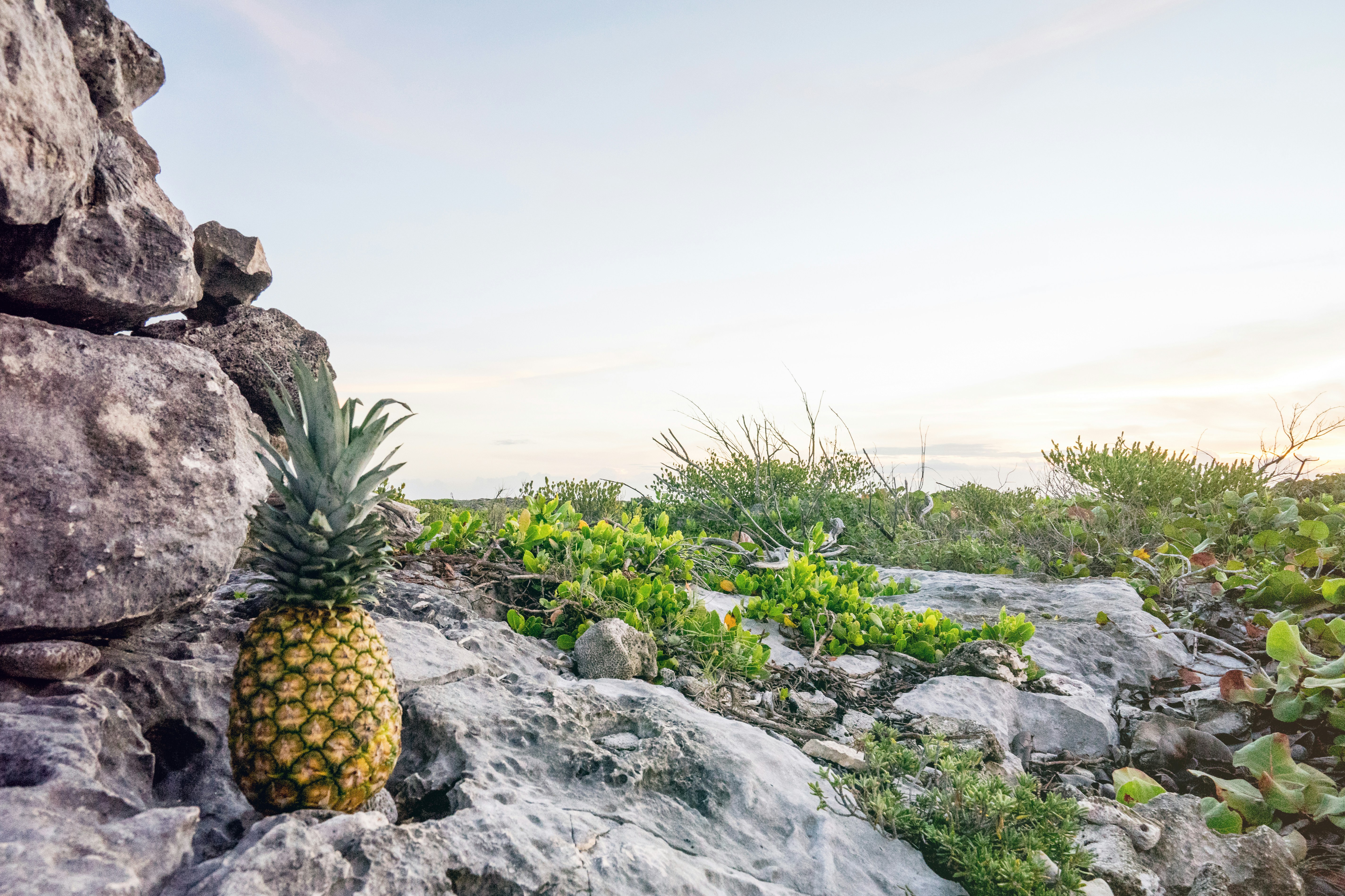 Pineapple Resting On Coastal Rocks
