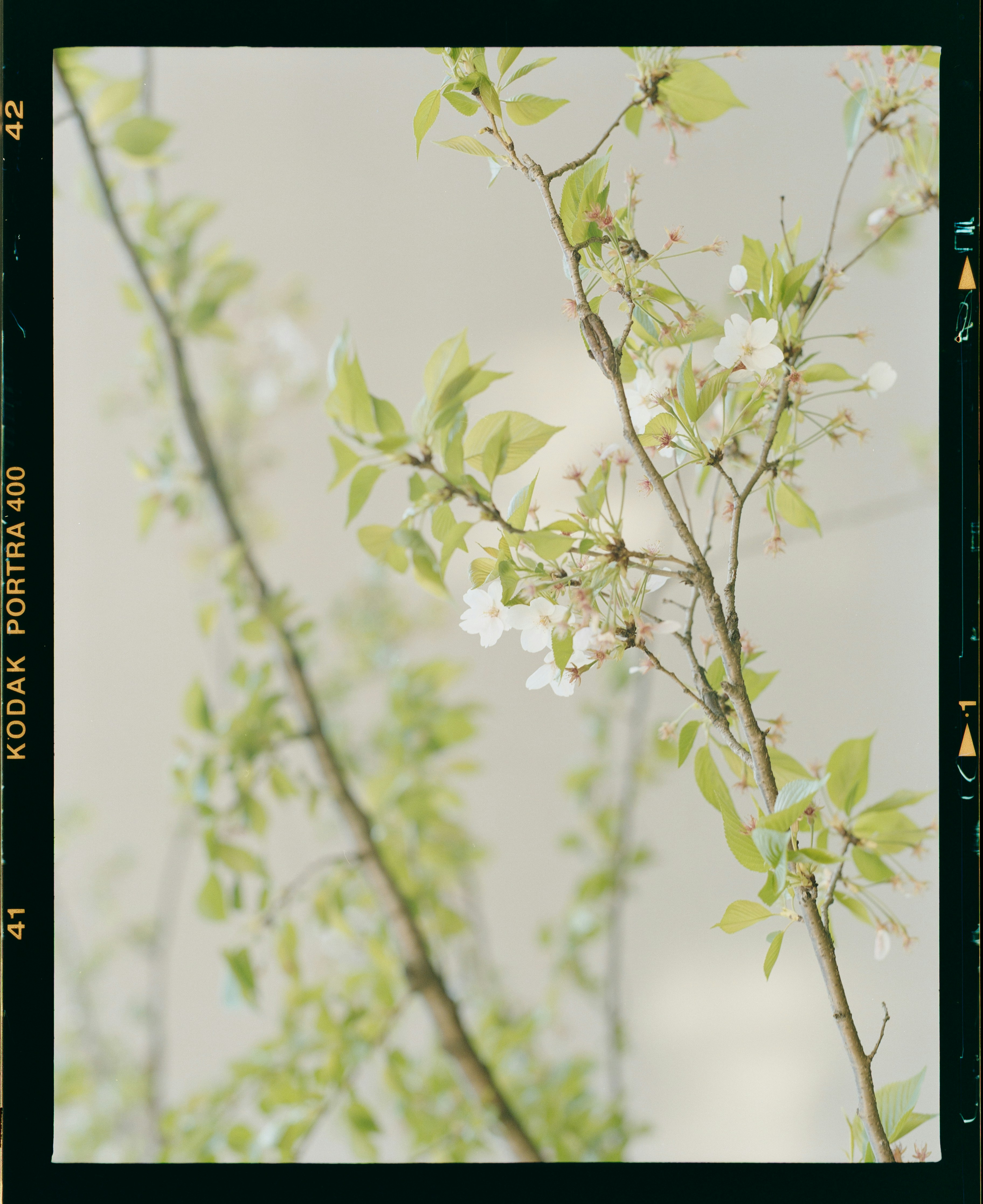 Cherry Blossom Branches in Spring
