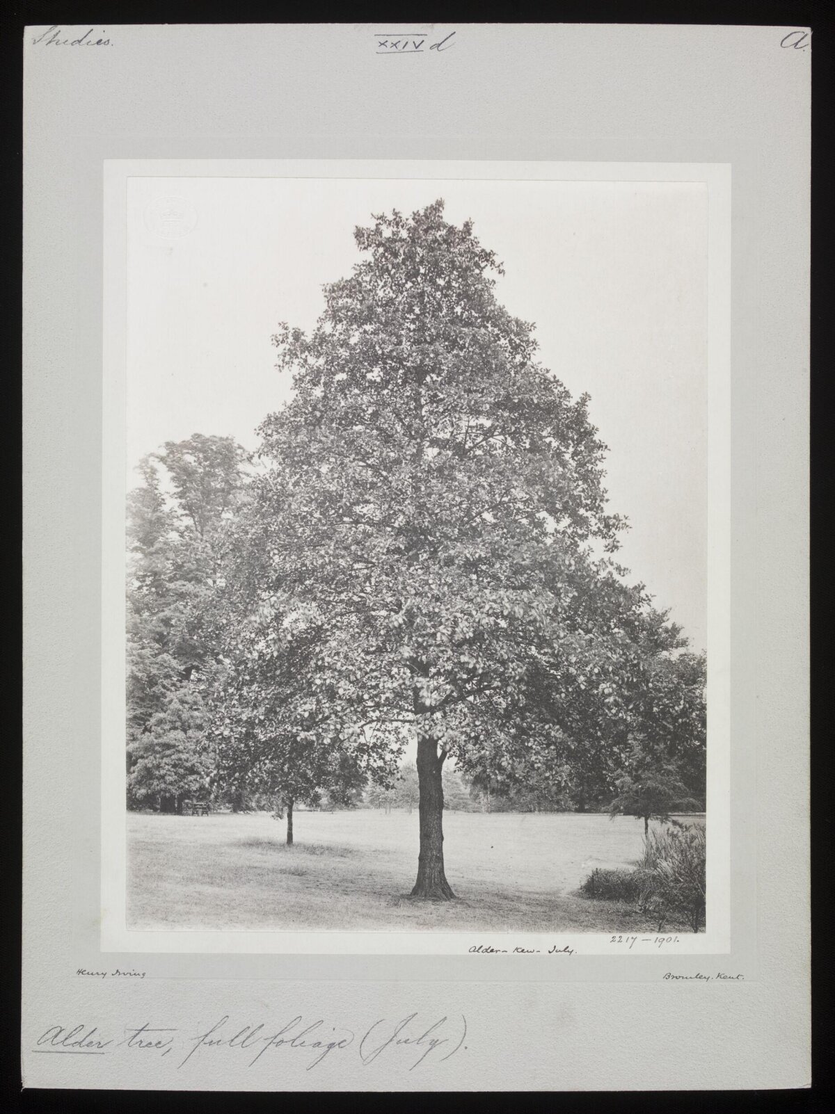 Alder Tree in Full Foliage (1901)