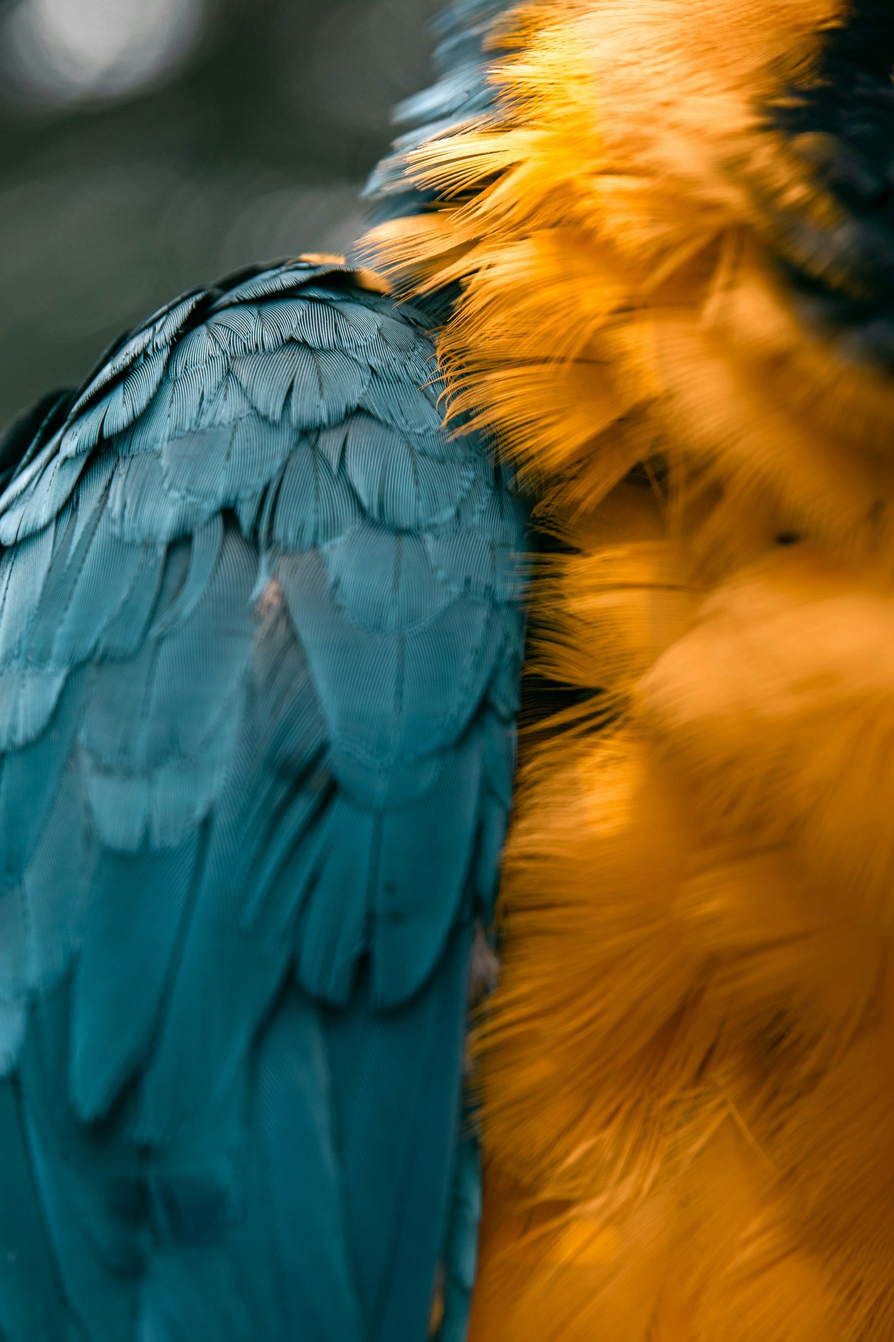 Close-up of Macaw Feathers