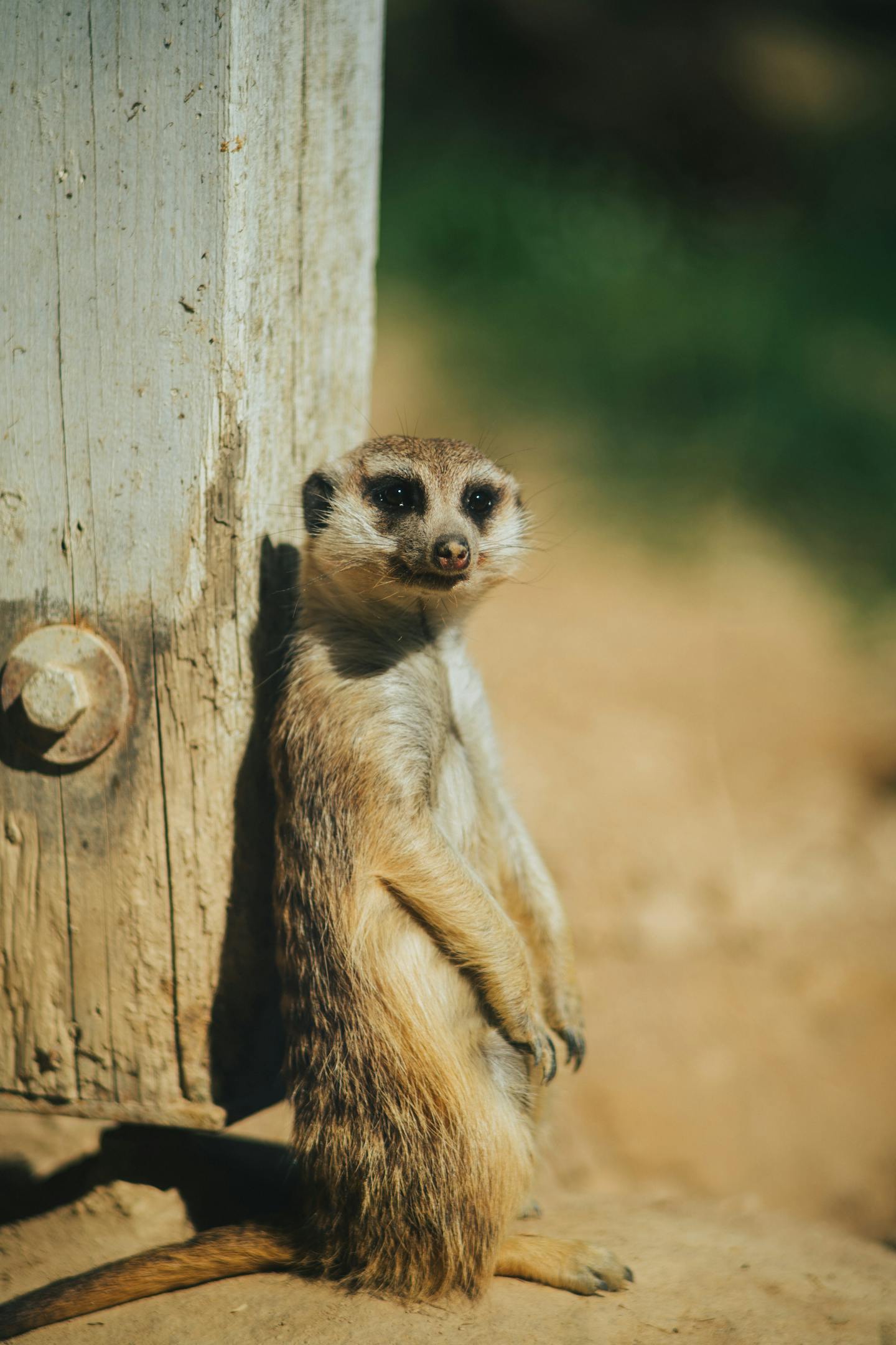 Meerkat Leaning Against Wooden Post