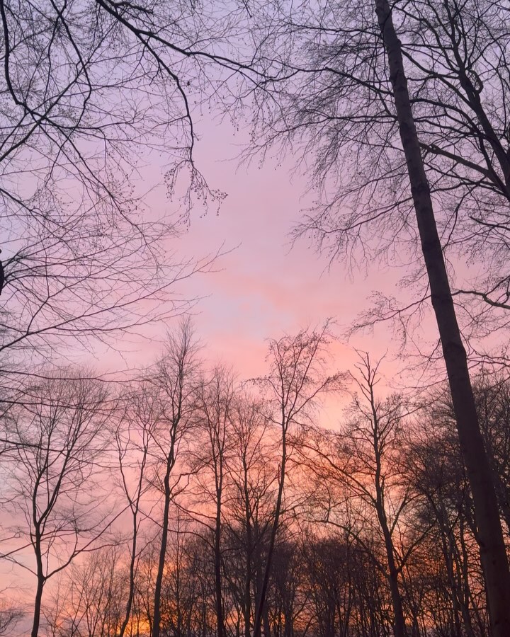 Sunset Sky Framed by Bare Trees
