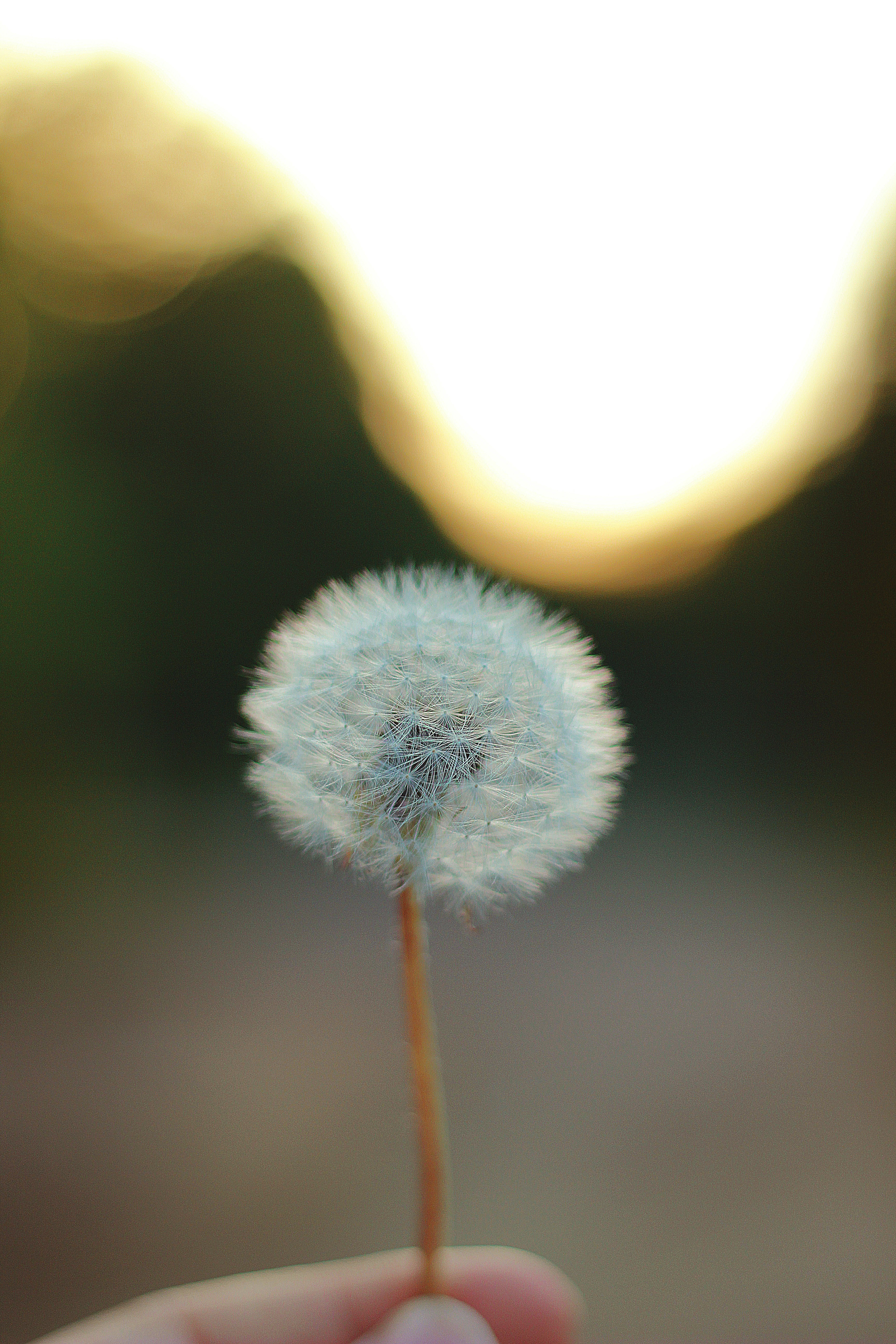 Dandelion at Sunset