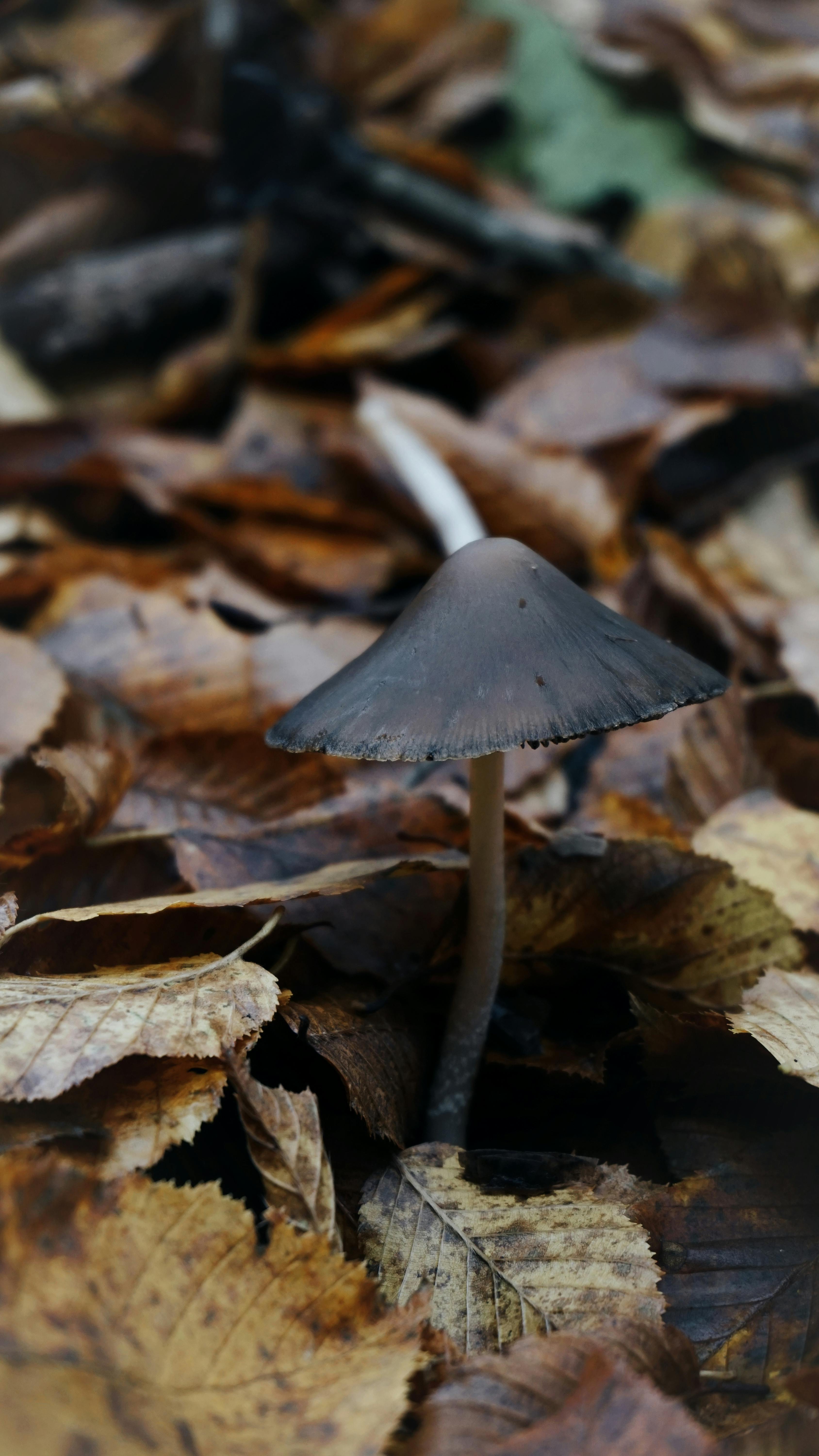 Grey Mushroom Among Fallen Leaves