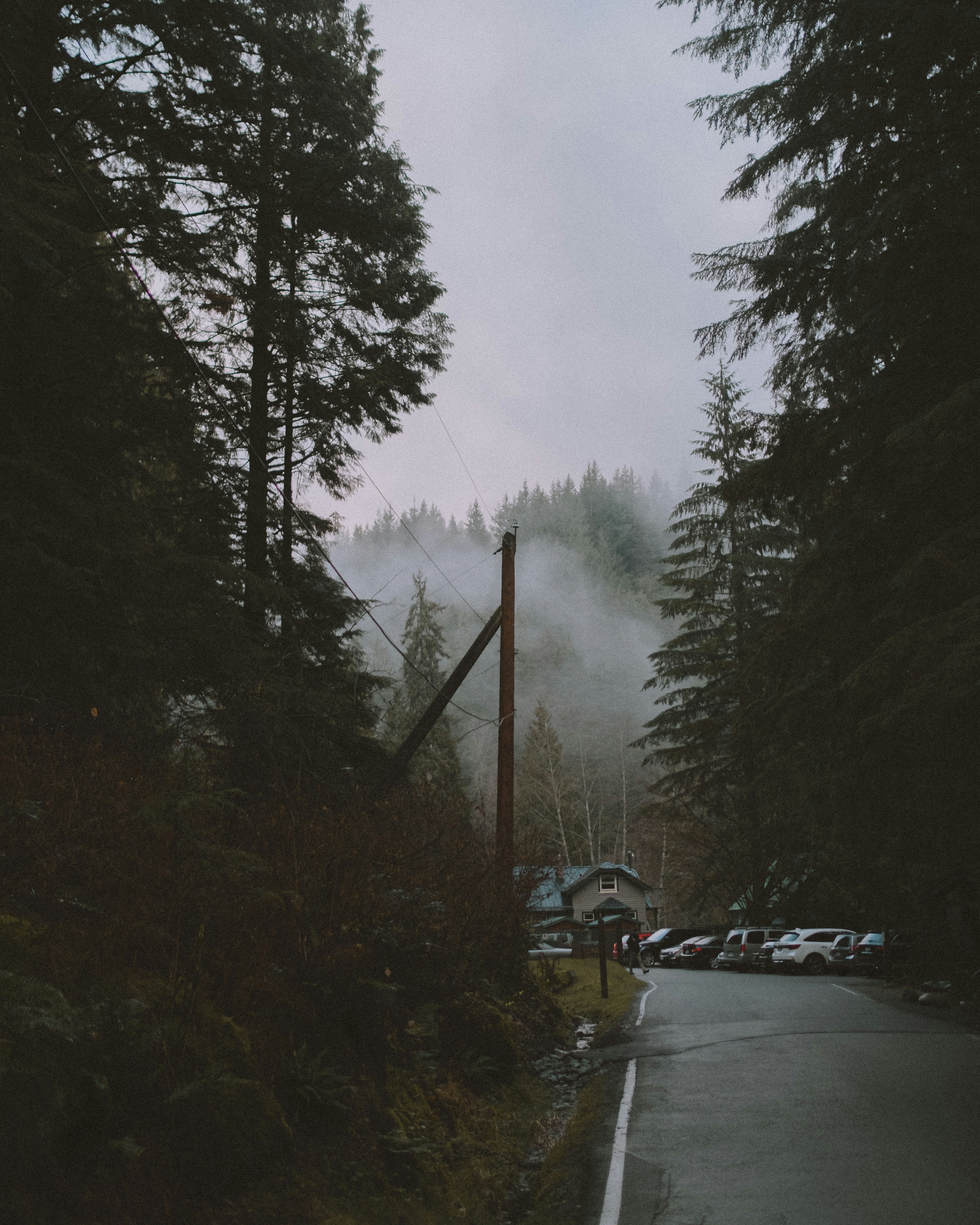 Foggy Mountain Forest Road