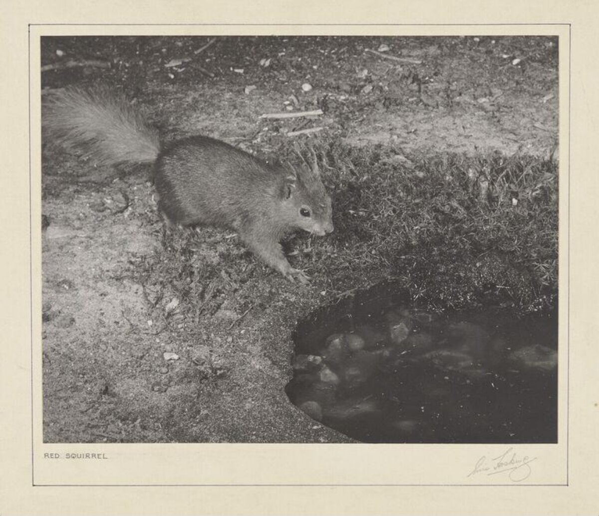 Vintage Red Squirrel Photograph