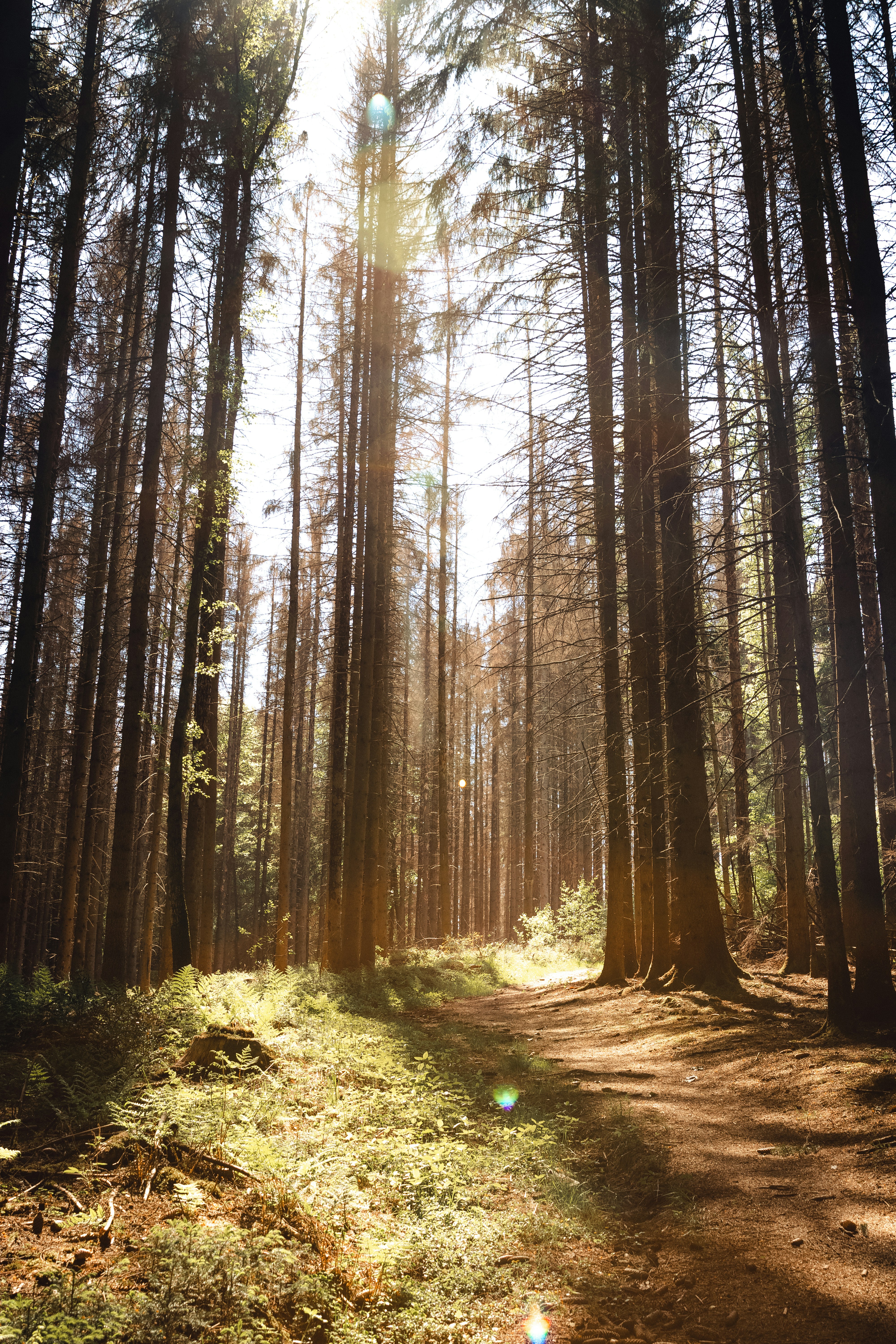 Sunlit Forest Walking Path