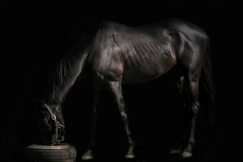 Black Horse Eating From Tire Feeder