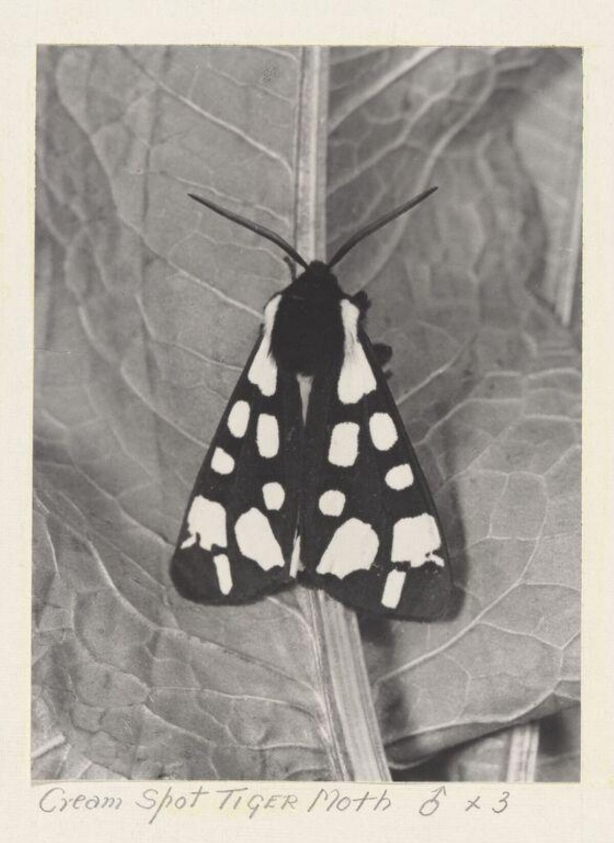 Cream Spot Tiger Moth on Leaf