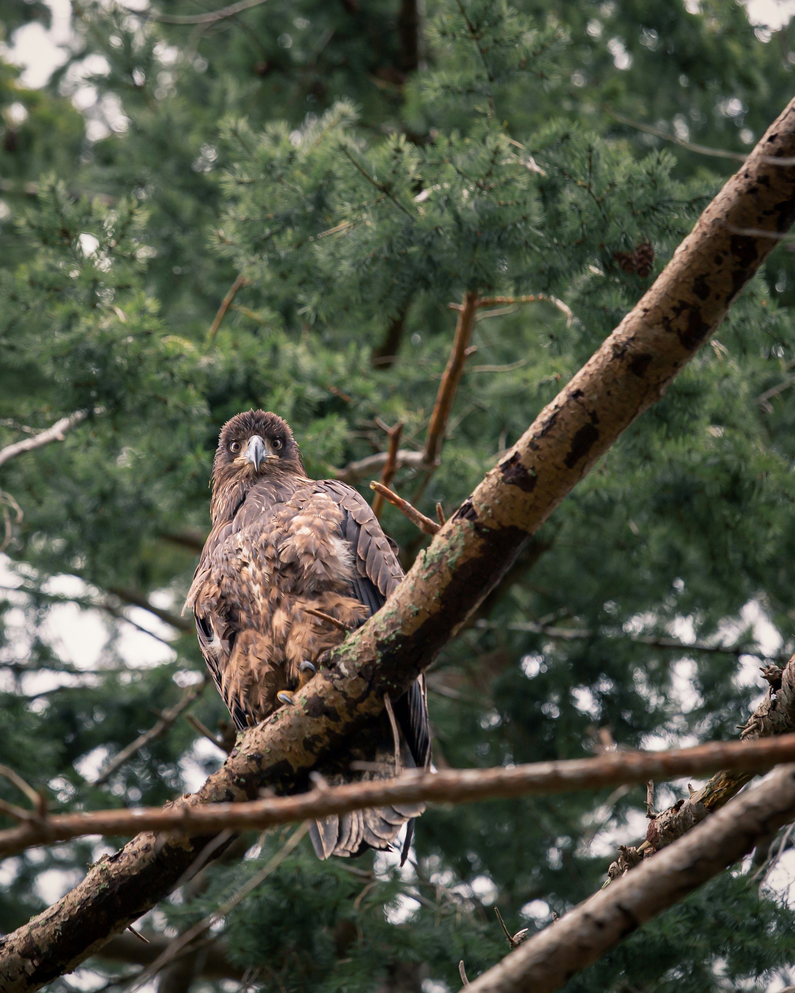 Juvenile Eagle Perched on Tree Branch
