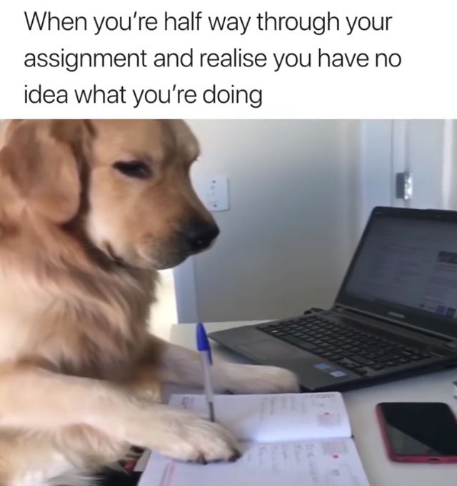 Golden Retriever Doing Assignment Meme