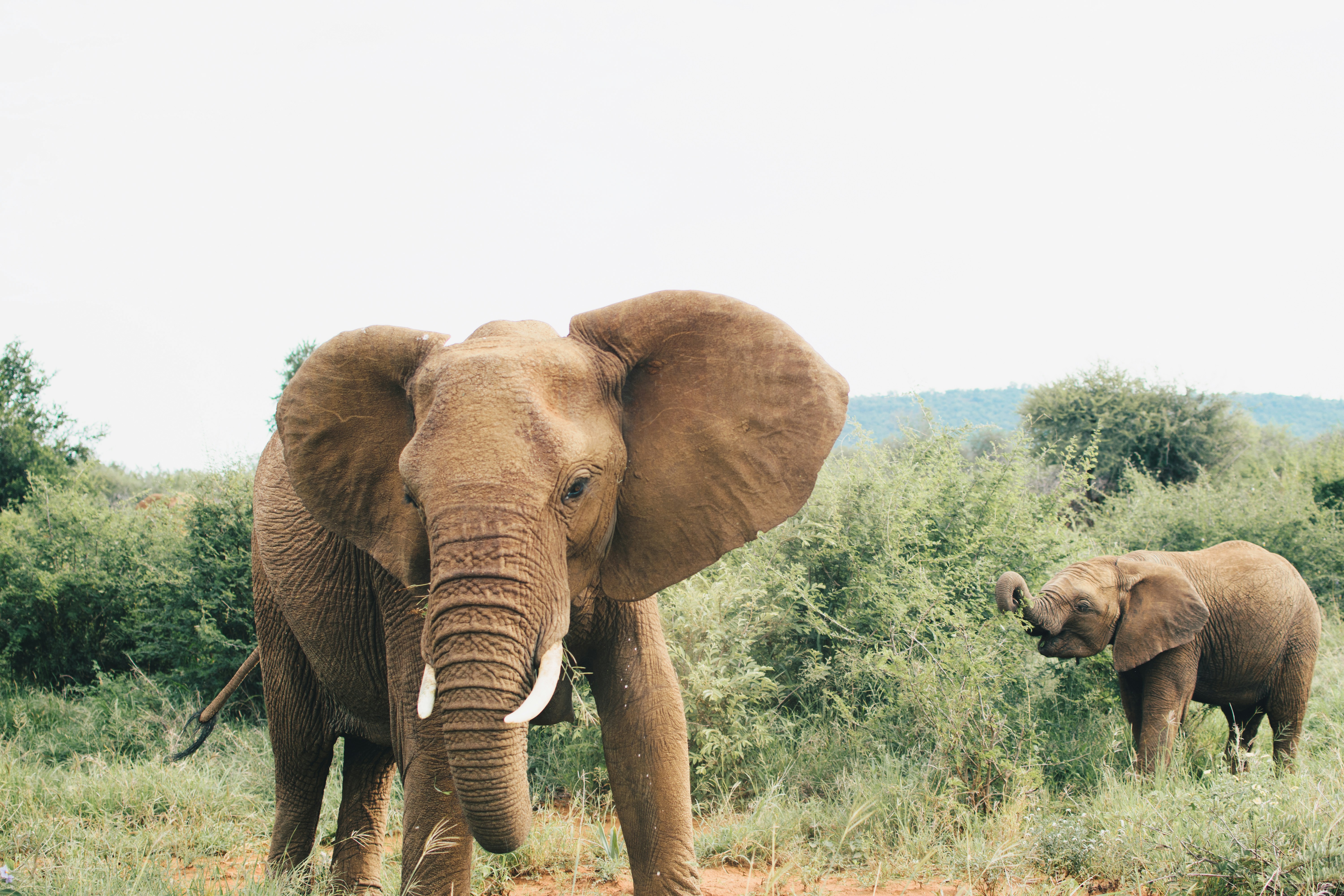 Two Elephants In African Savanna