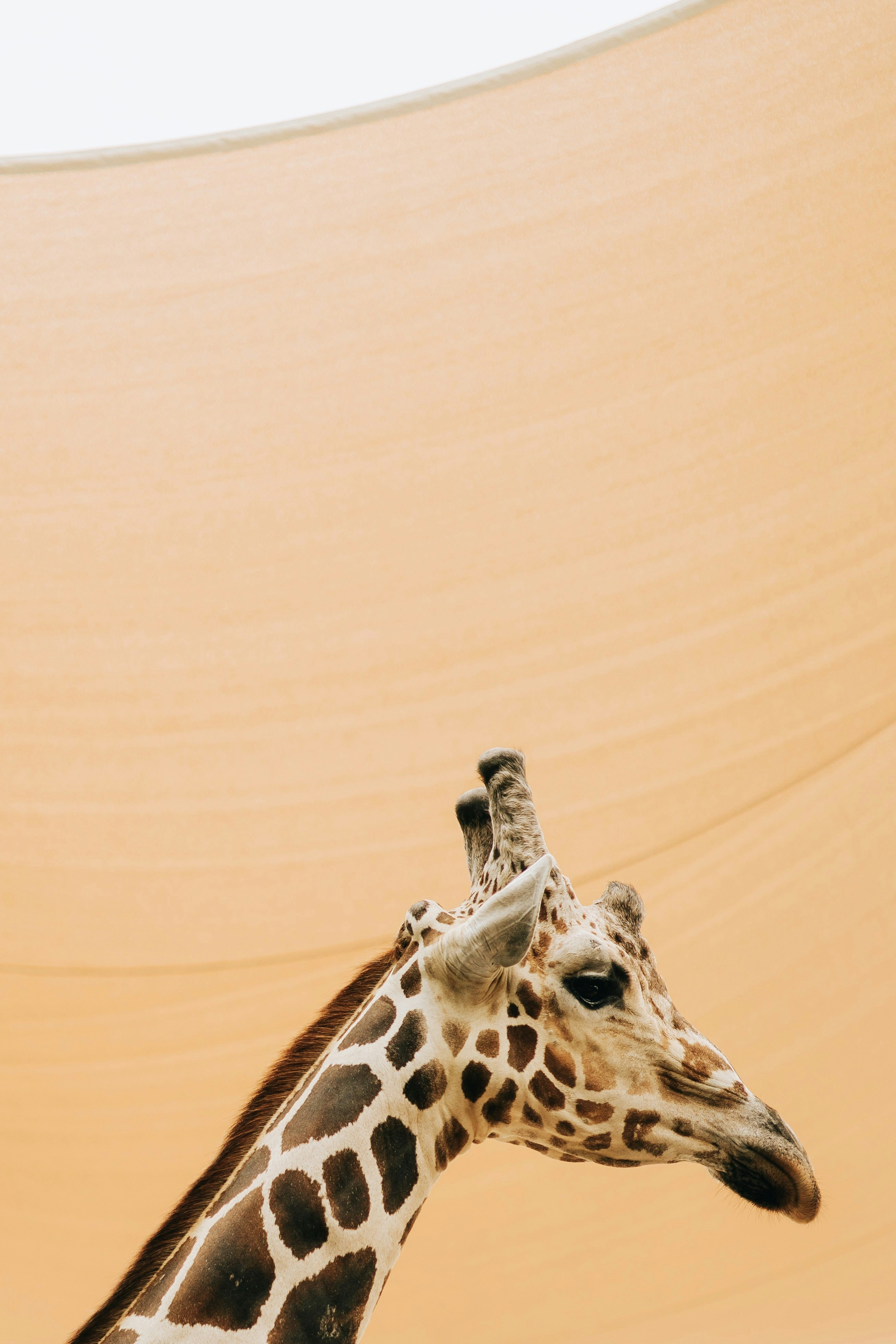 Partial Side View of Giraffe
