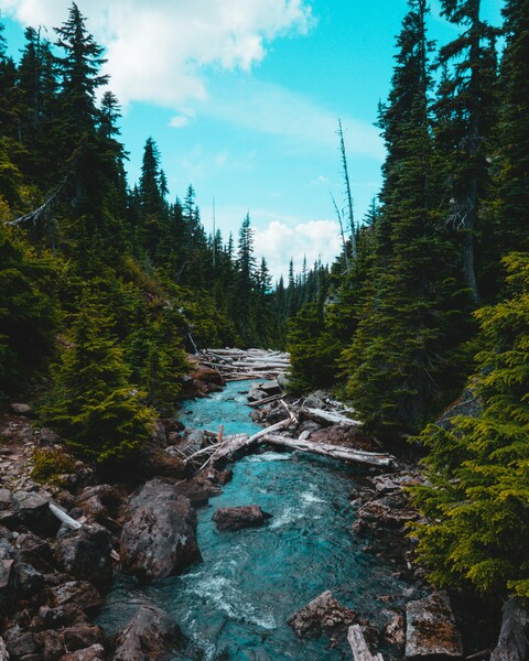 Mountain Forest Stream