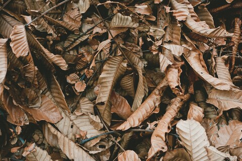 Pile of Dried Fallen Leaves