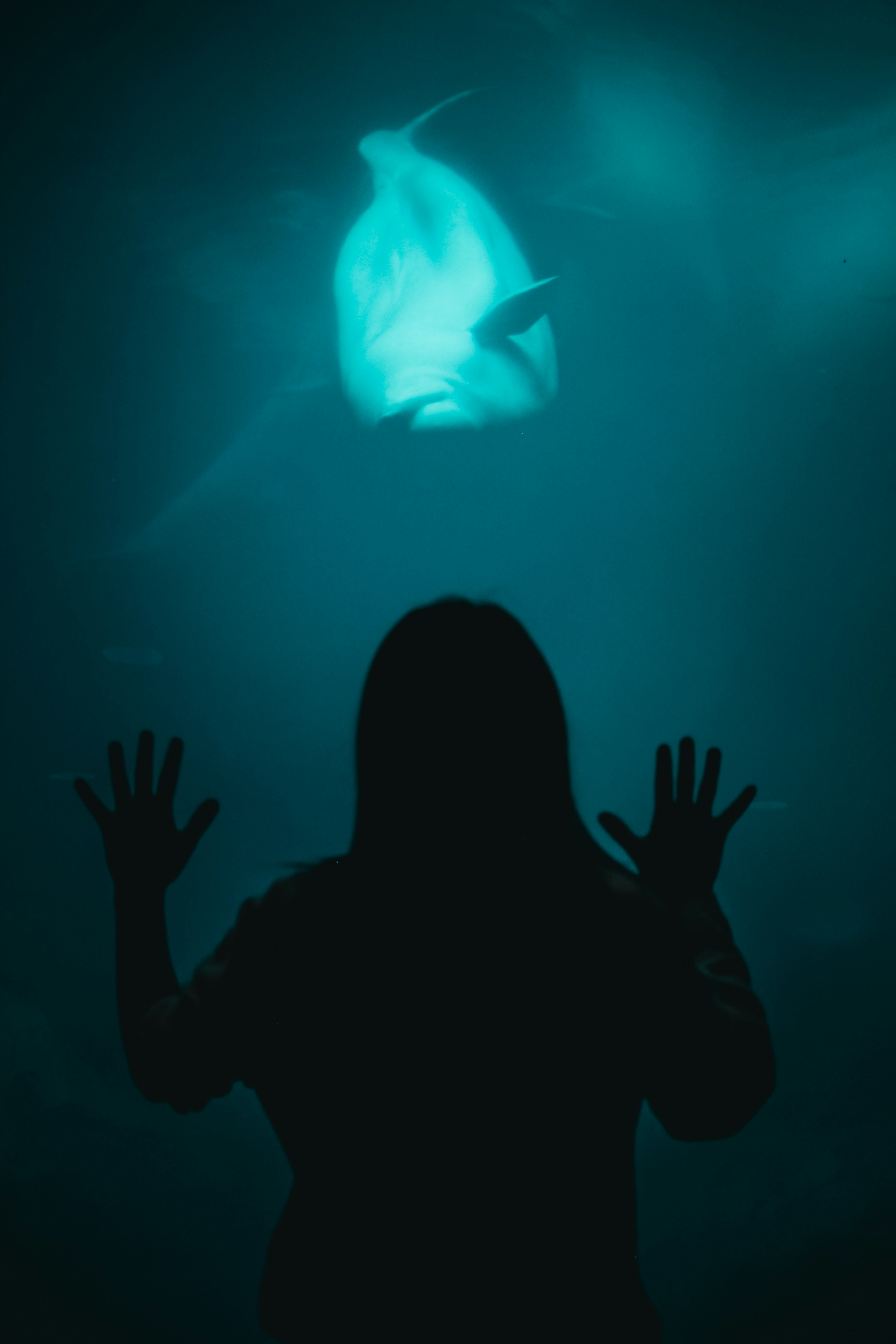 Woman Watching Beluga Through Aquarium Glass