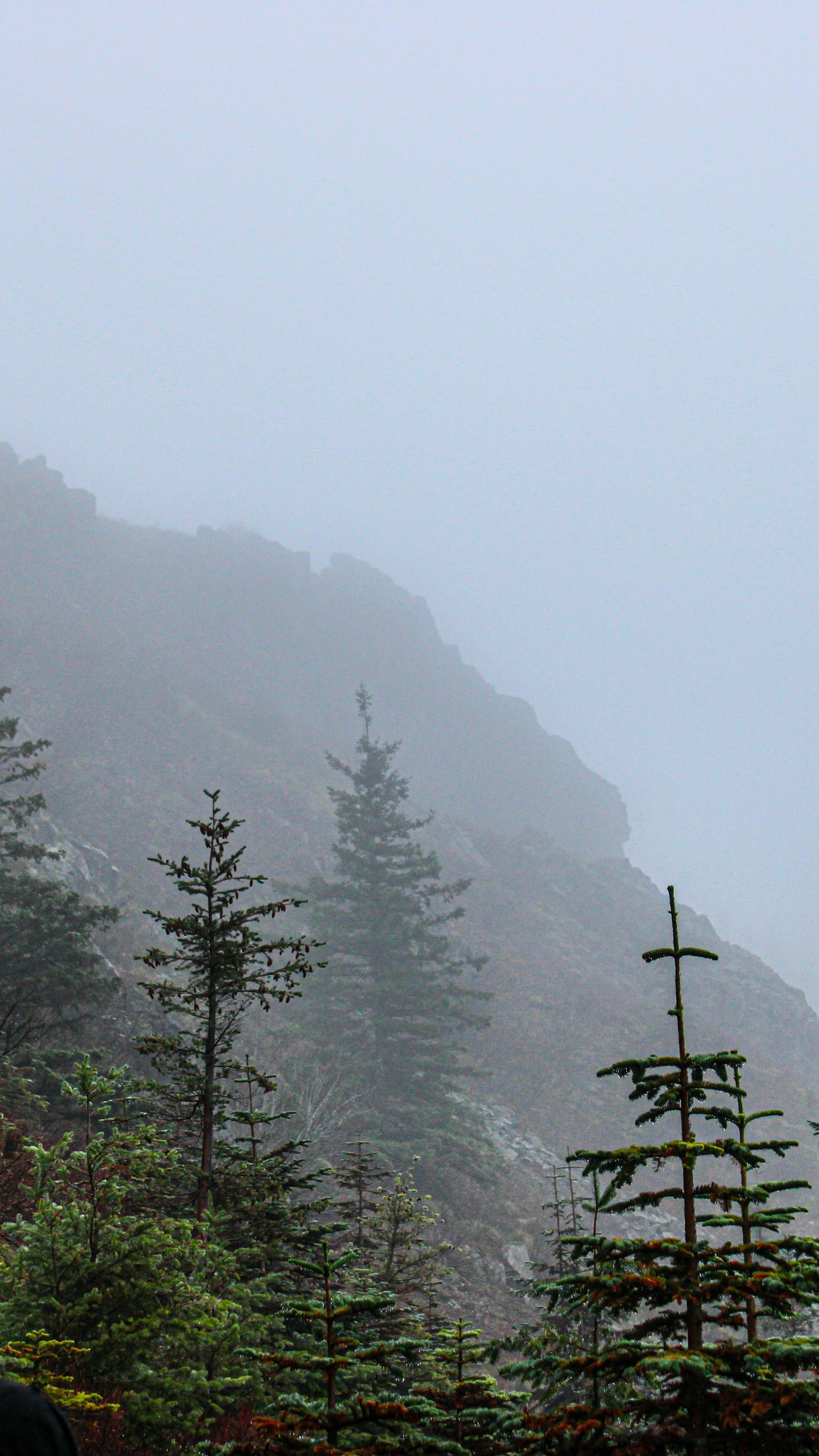 Foggy Mountain Pine Forest