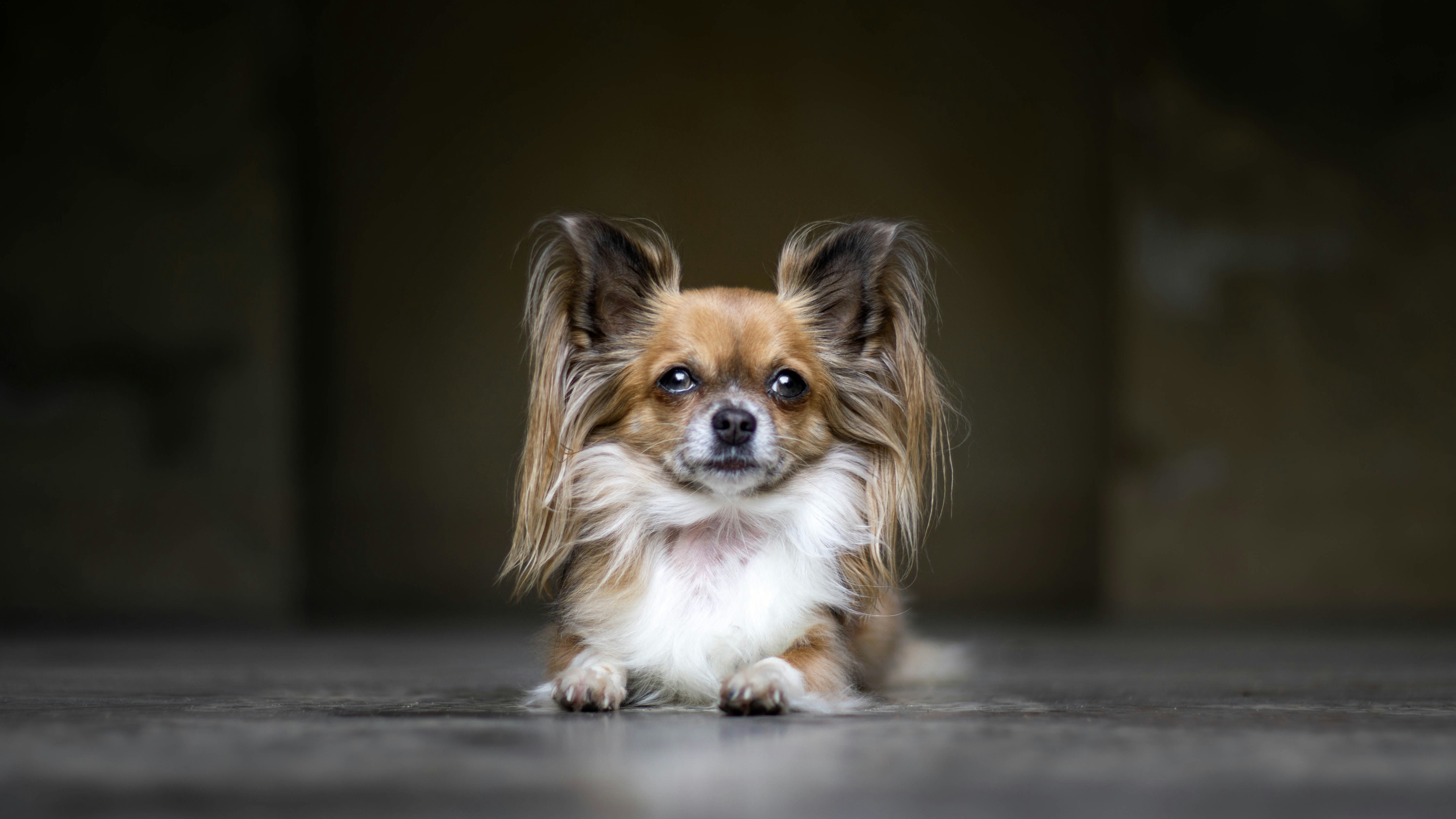 Long-haired Chihuahua Lying on Ground