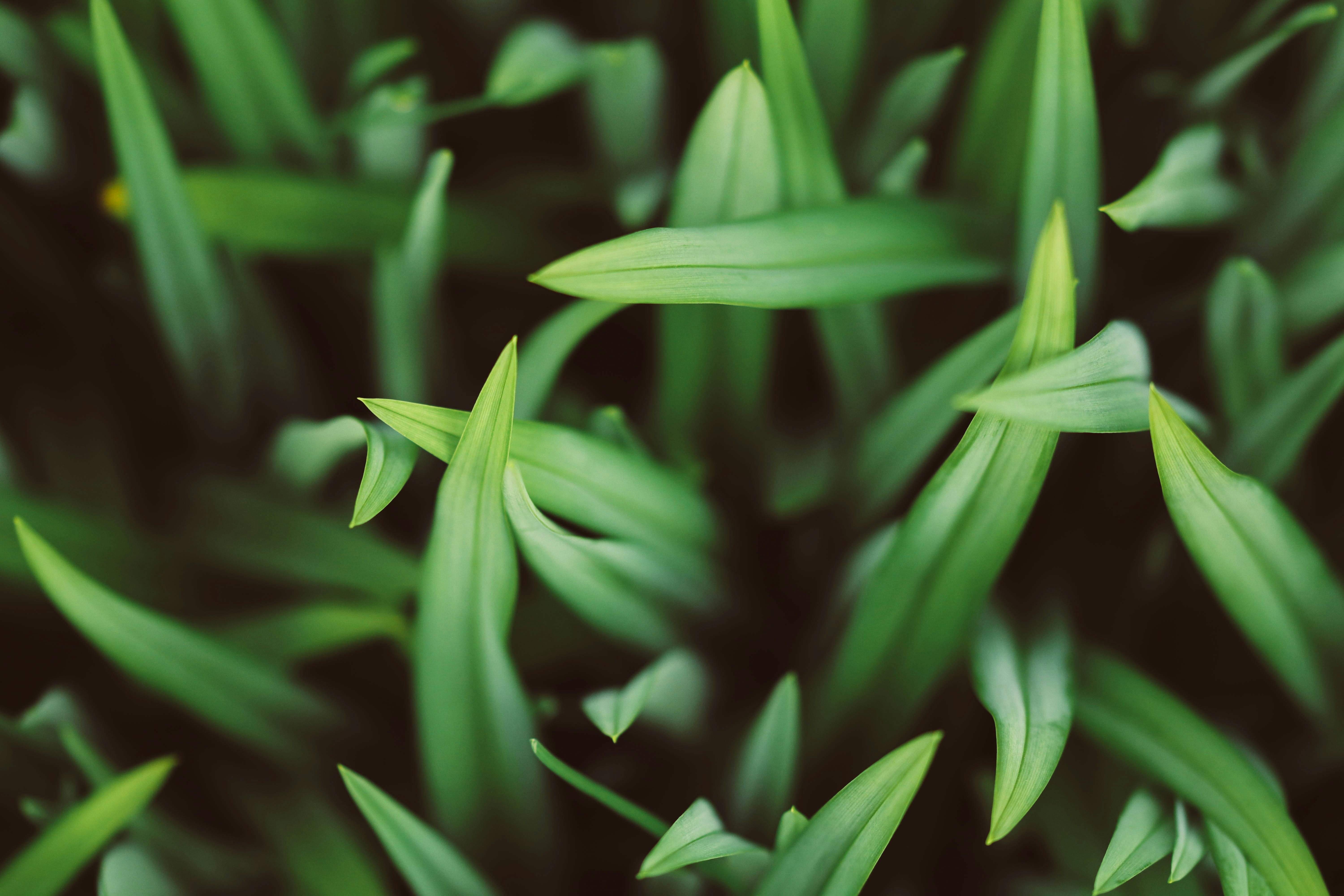 Close-up of Fresh Green Leaves