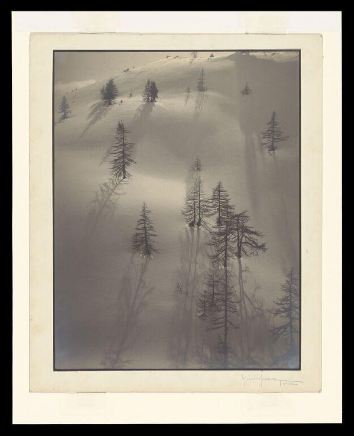 Foggy Snow Hillside with Pine Trees