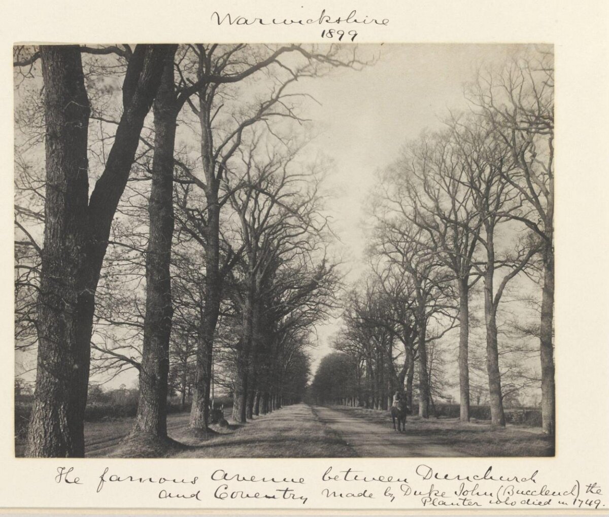 1899 Warwickshire Tree Avenue
