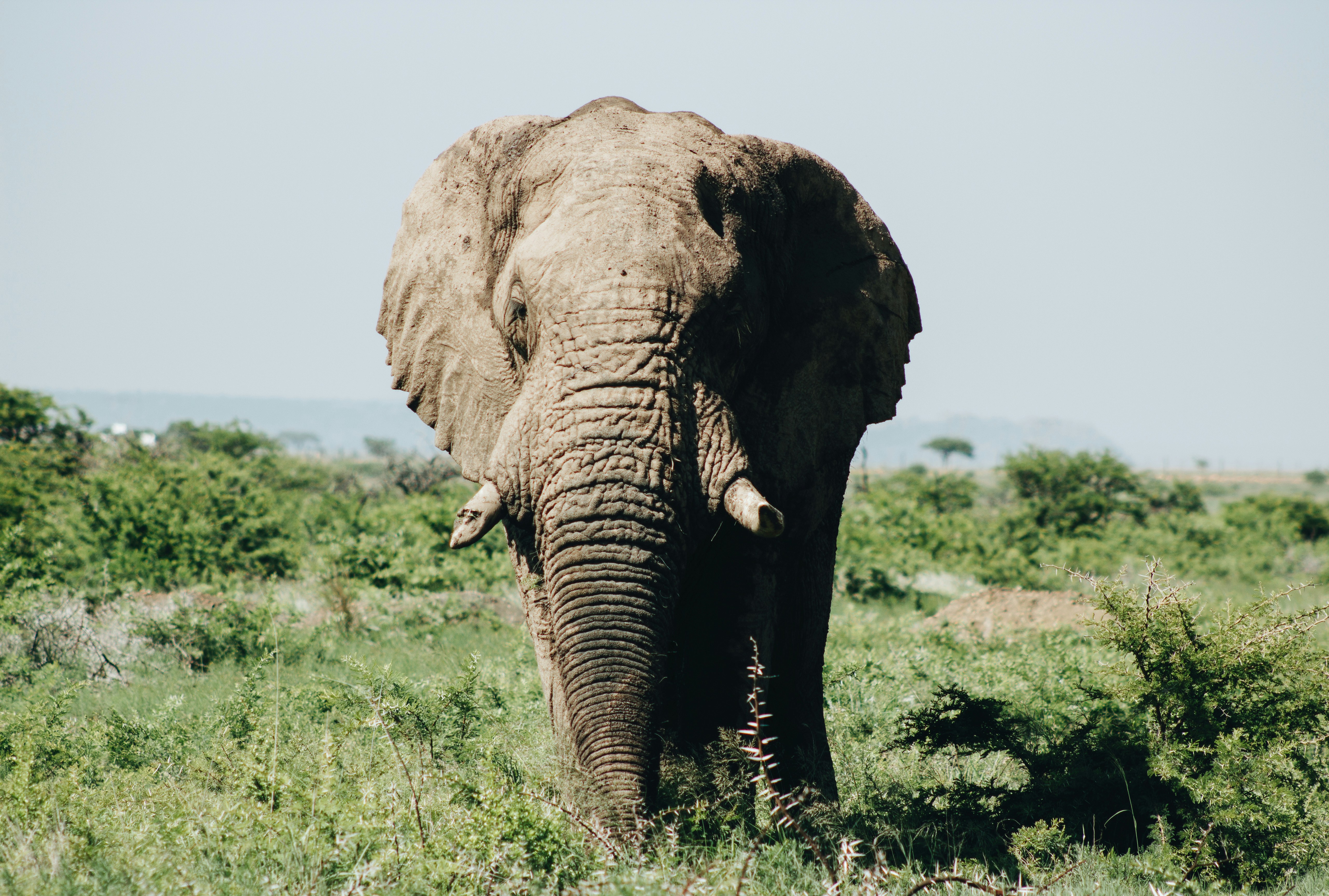 Elephant on African Savanna