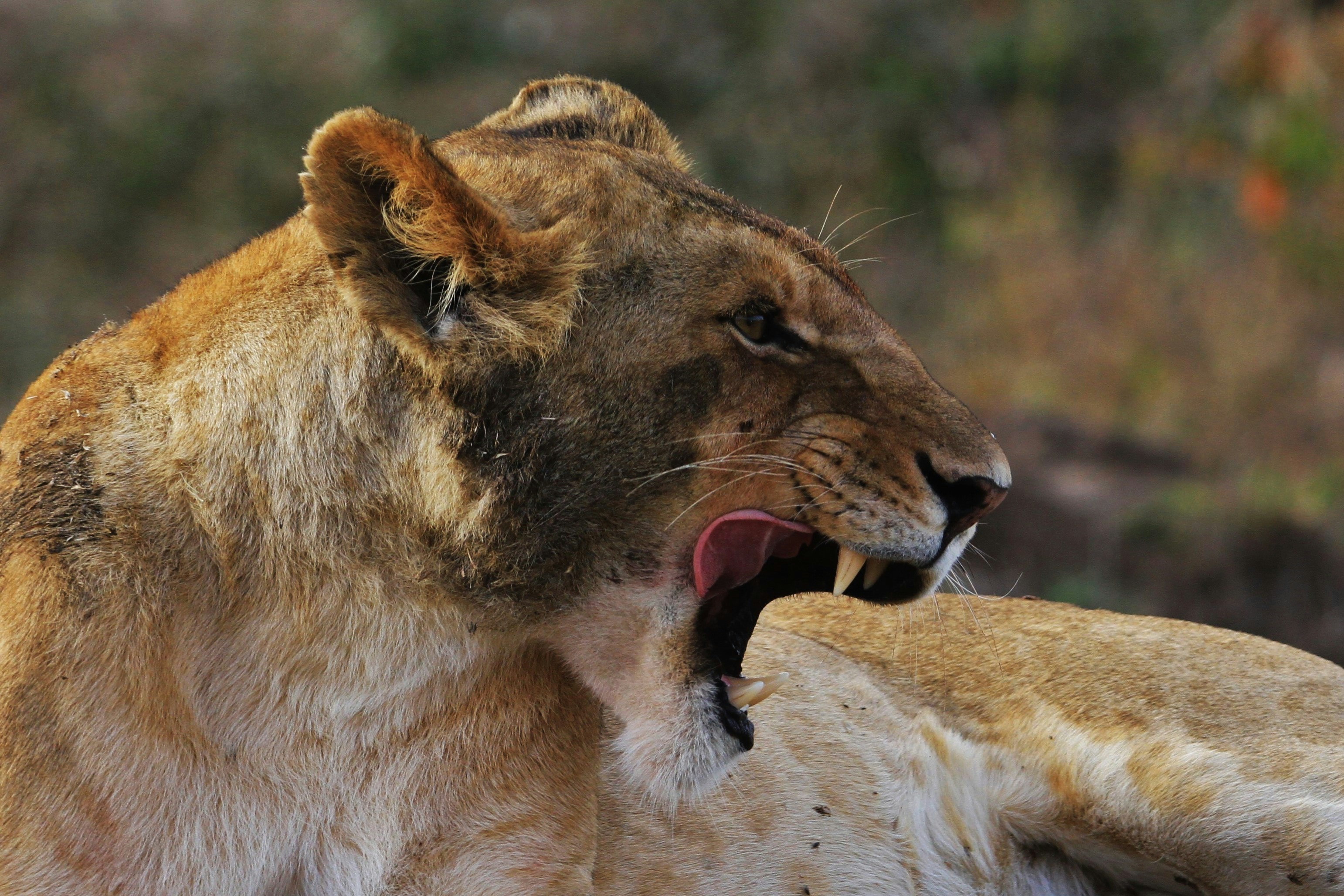 Side Profile of a Yawning Lioness