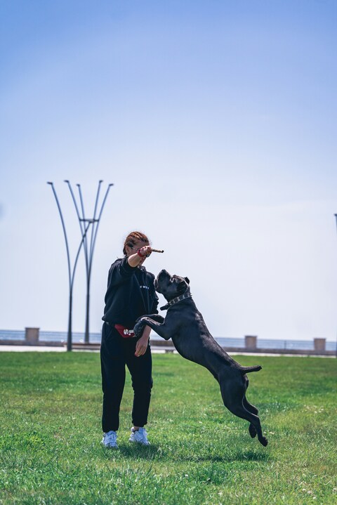 Woman Training Large Dog In Park