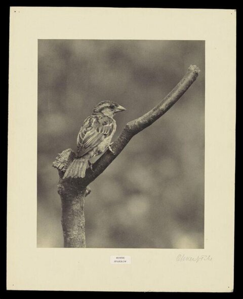 House Sparrow Perched on Branch