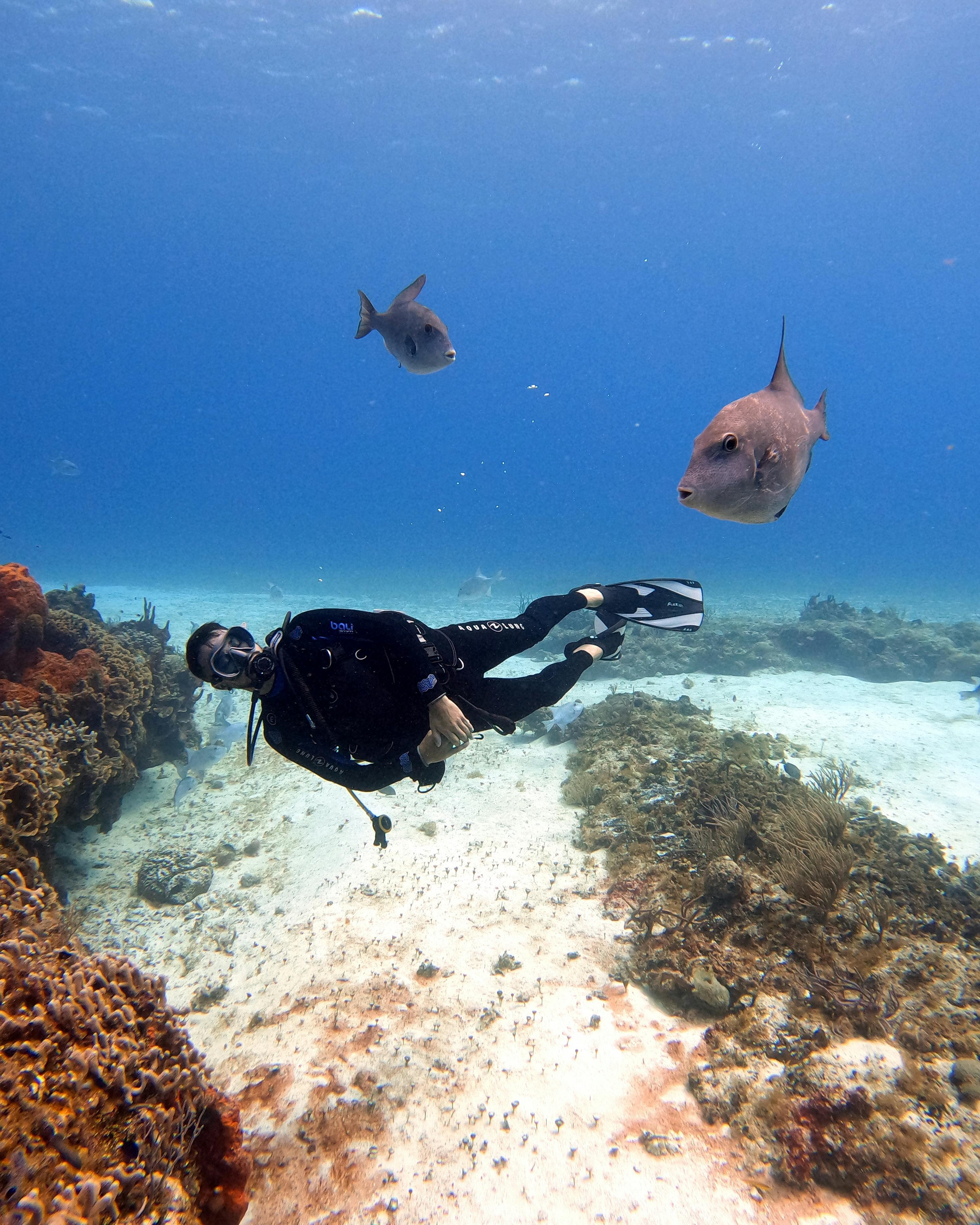 Scuba Diver and Triggerfish Underwater