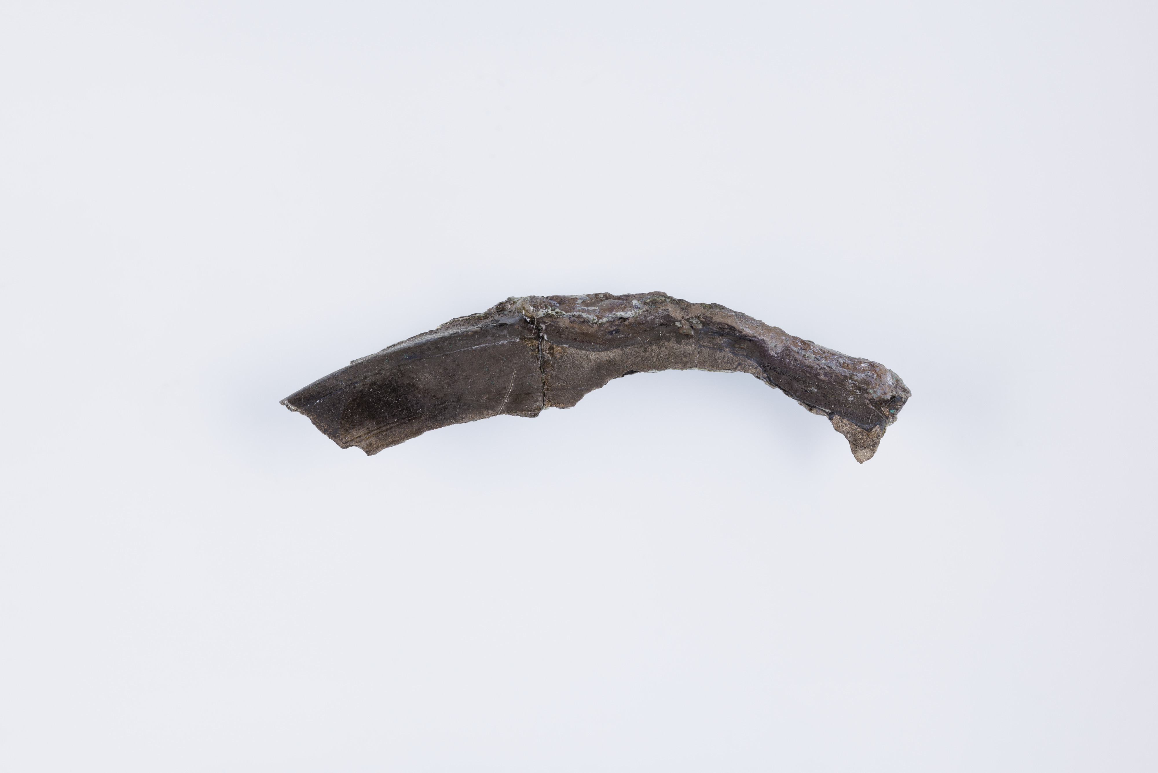Fossilized Animal Tooth Fragment — Science