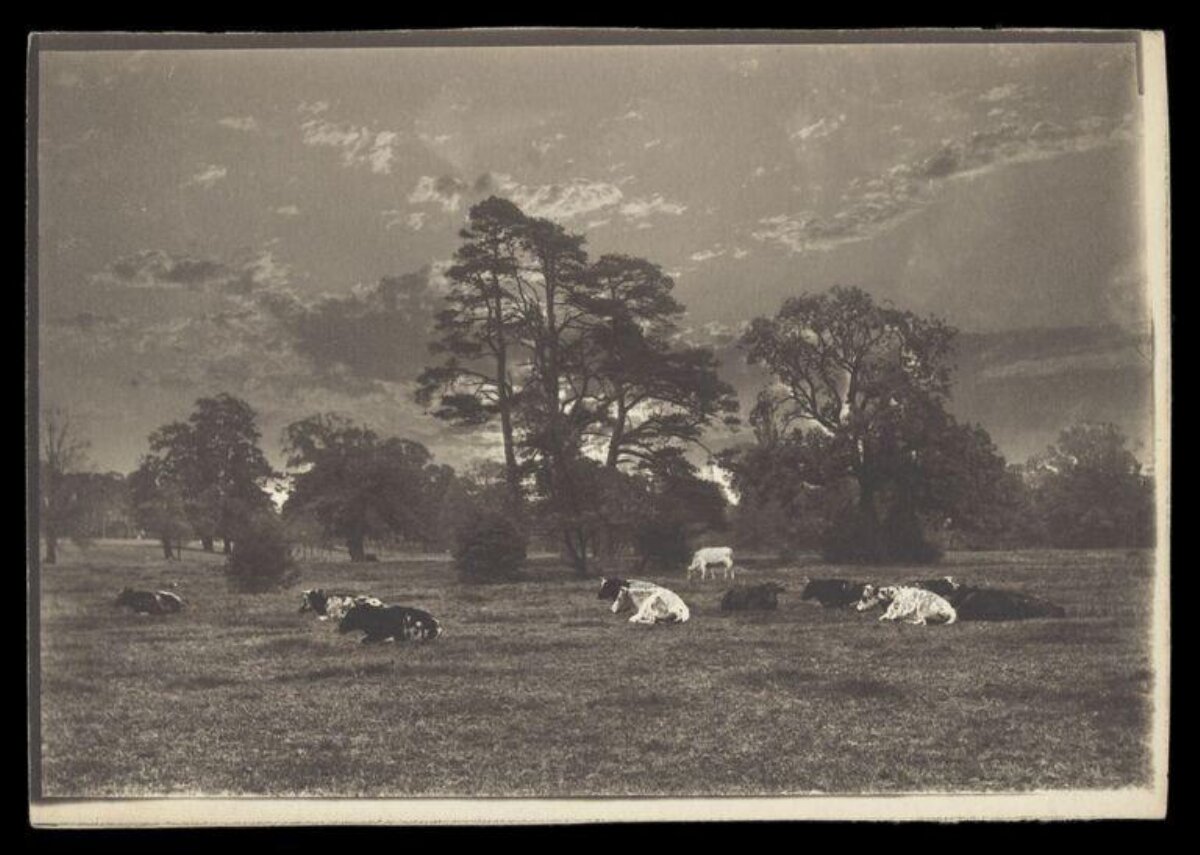 Cows Resting in Pasture