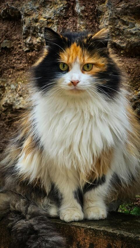 Long-Haired Calico Cat On Stone Ledge