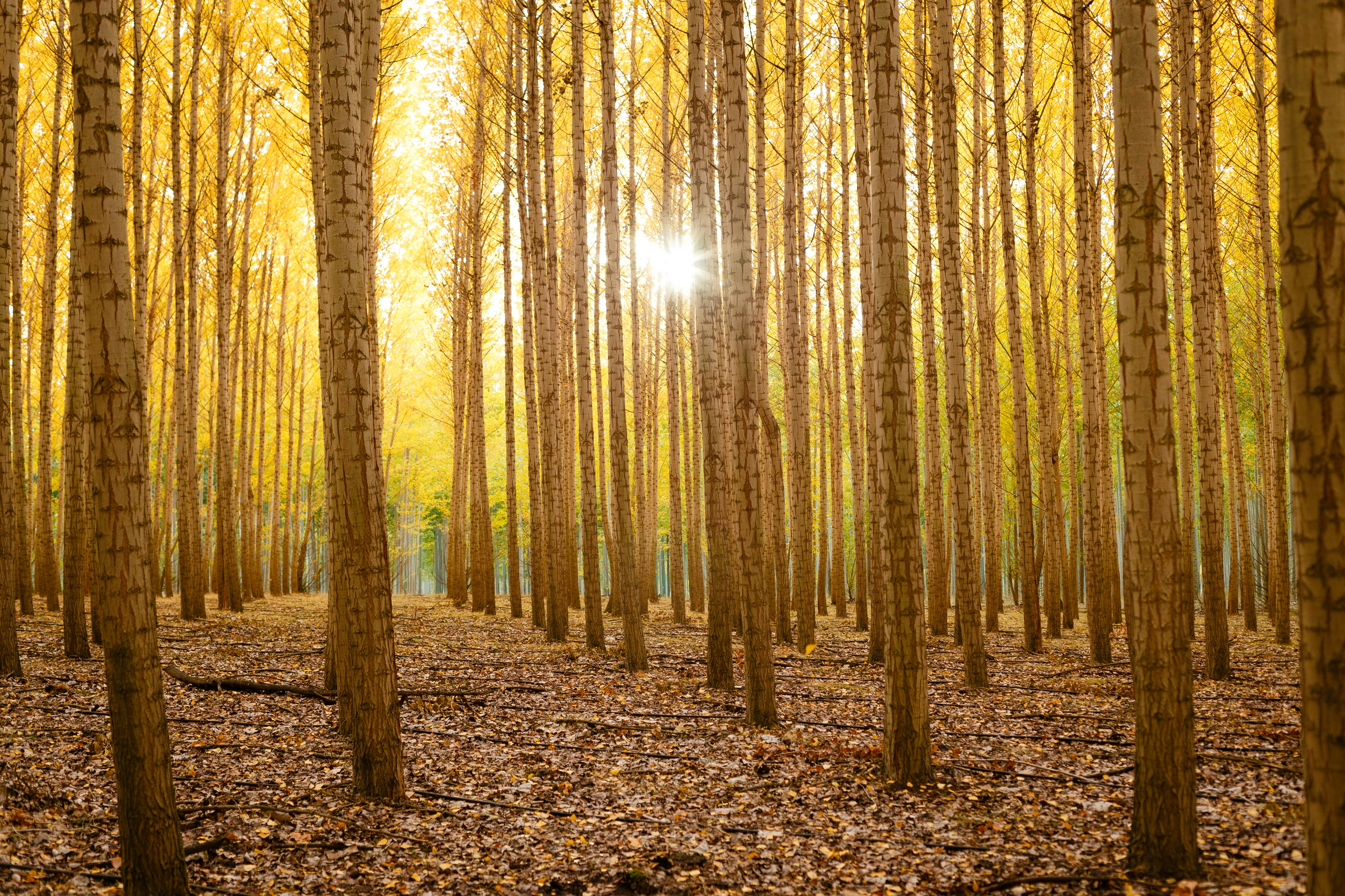 Golden Autumn Poplar Forest