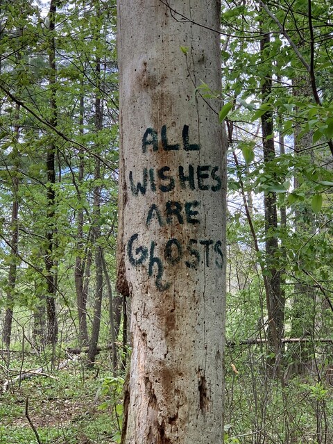 Graffiti on Tree Trunk in Forest
