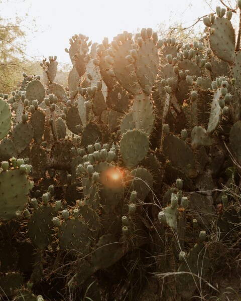 Sunlit Prickly Pear Cactus Cluster