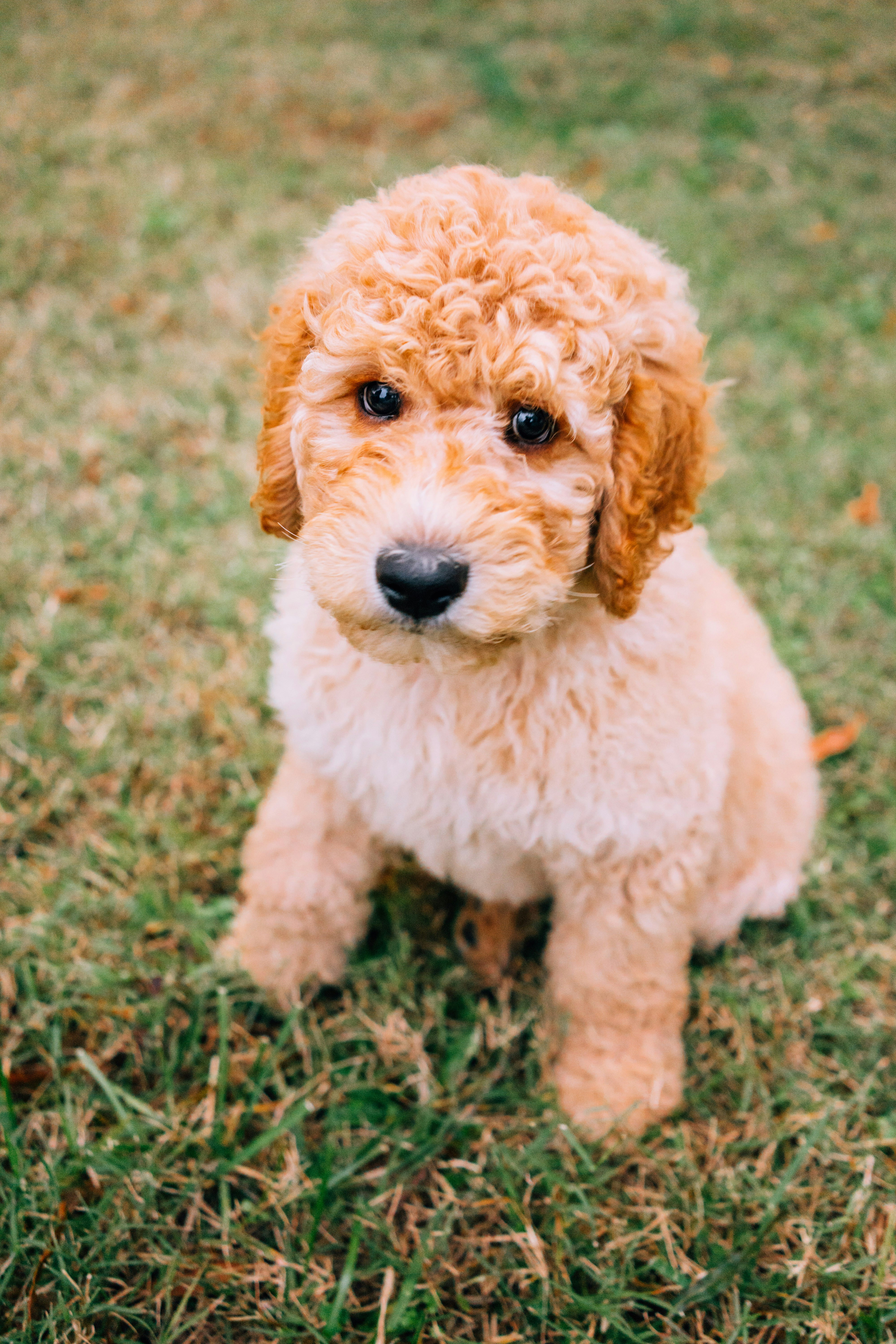 Golden Doodle Puppy On Grass