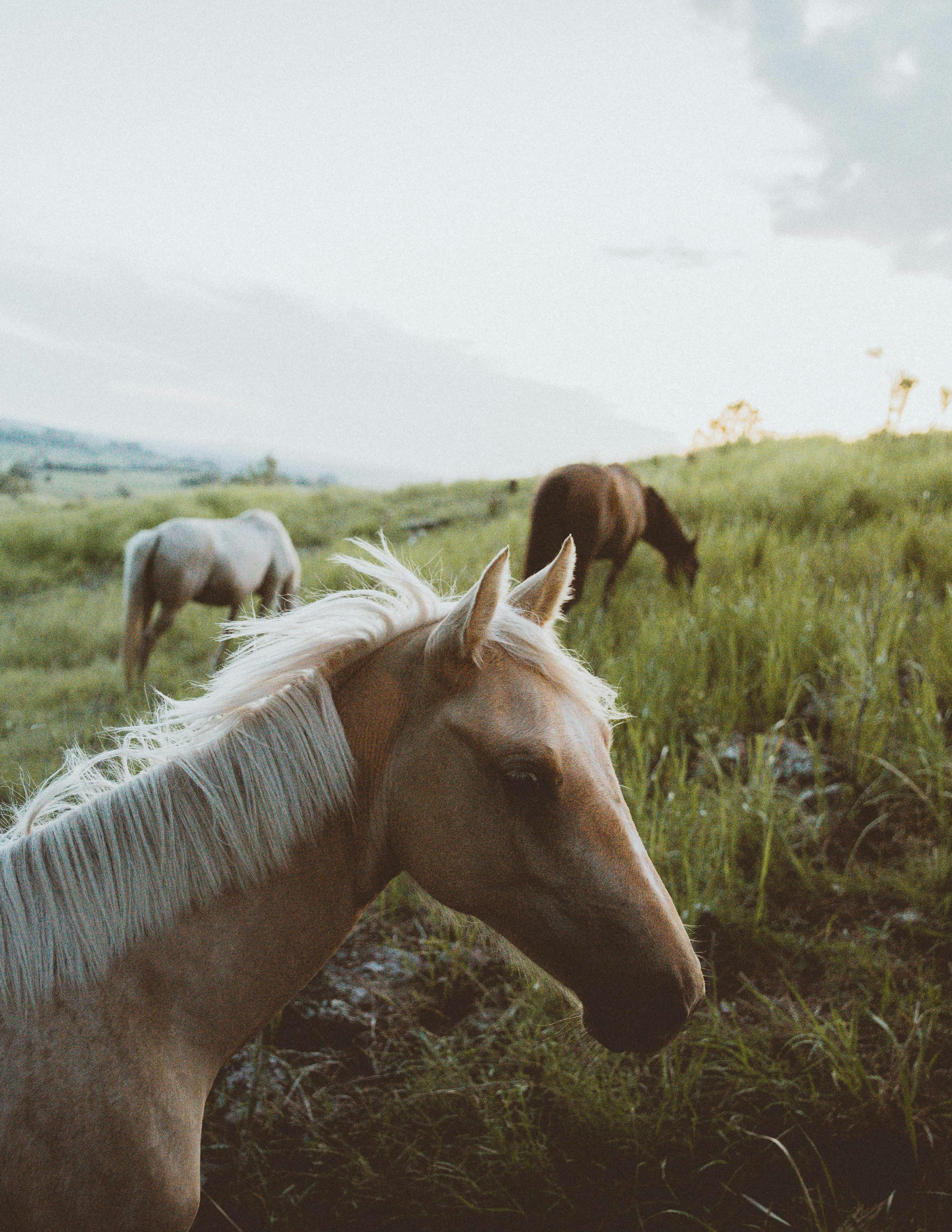 Horses Grazing on Grassy Hillside