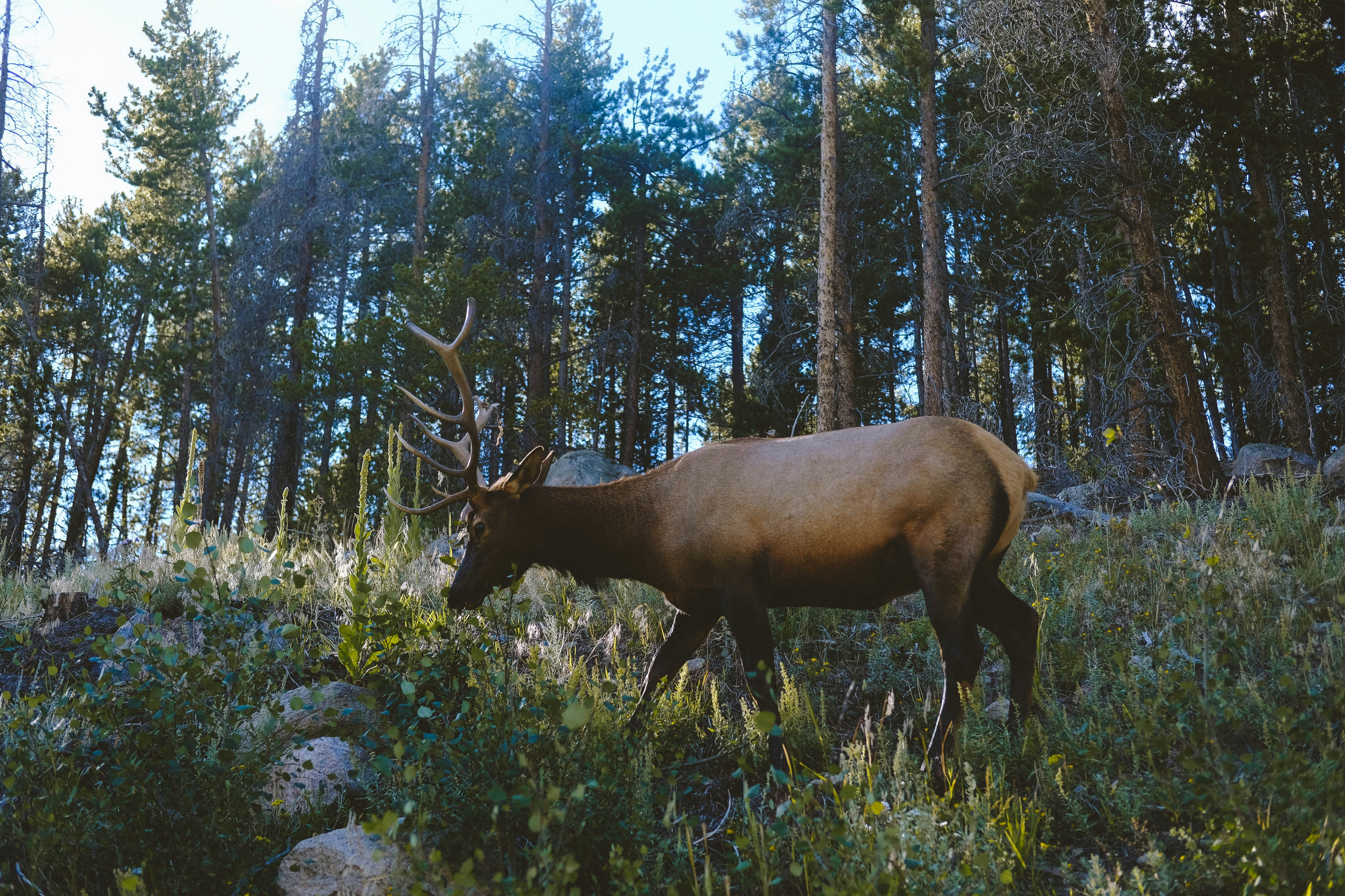 Elk Walking In Pine Forest