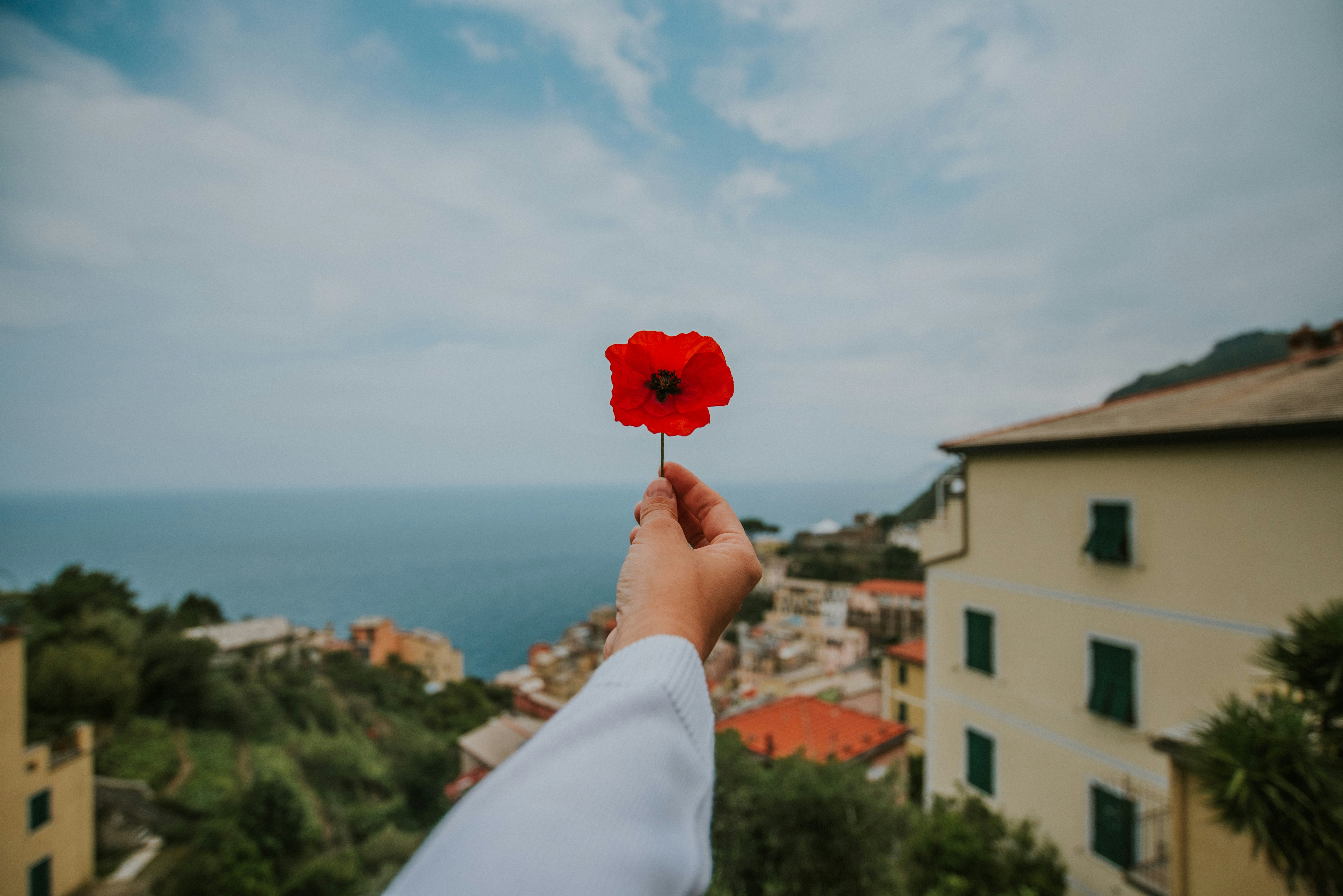Hand Holding Red Poppy Over Coastal Town