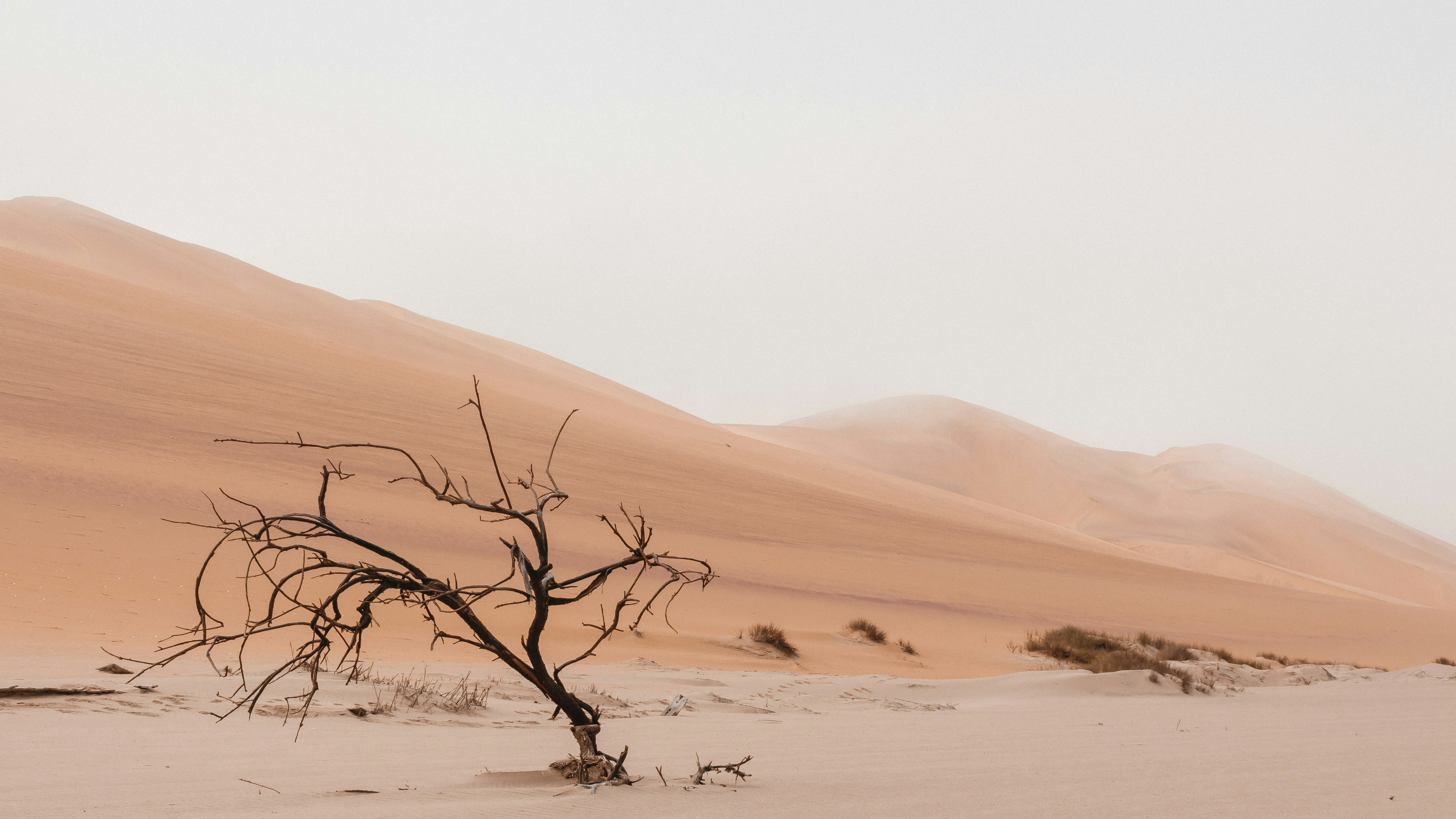 Dead Tree in Desert Sand Dunes