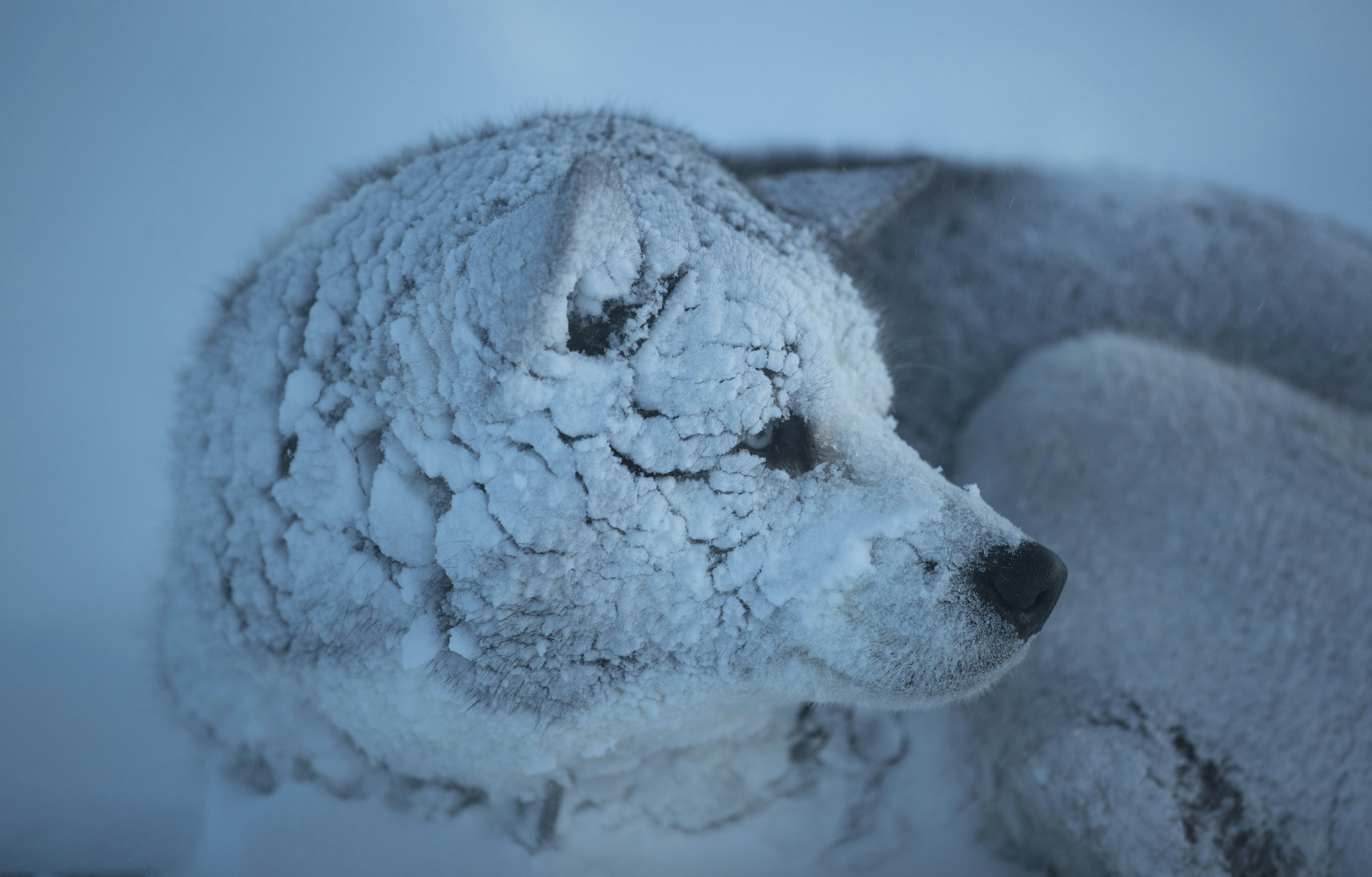 Snow-covered Wolf Resting in Snow