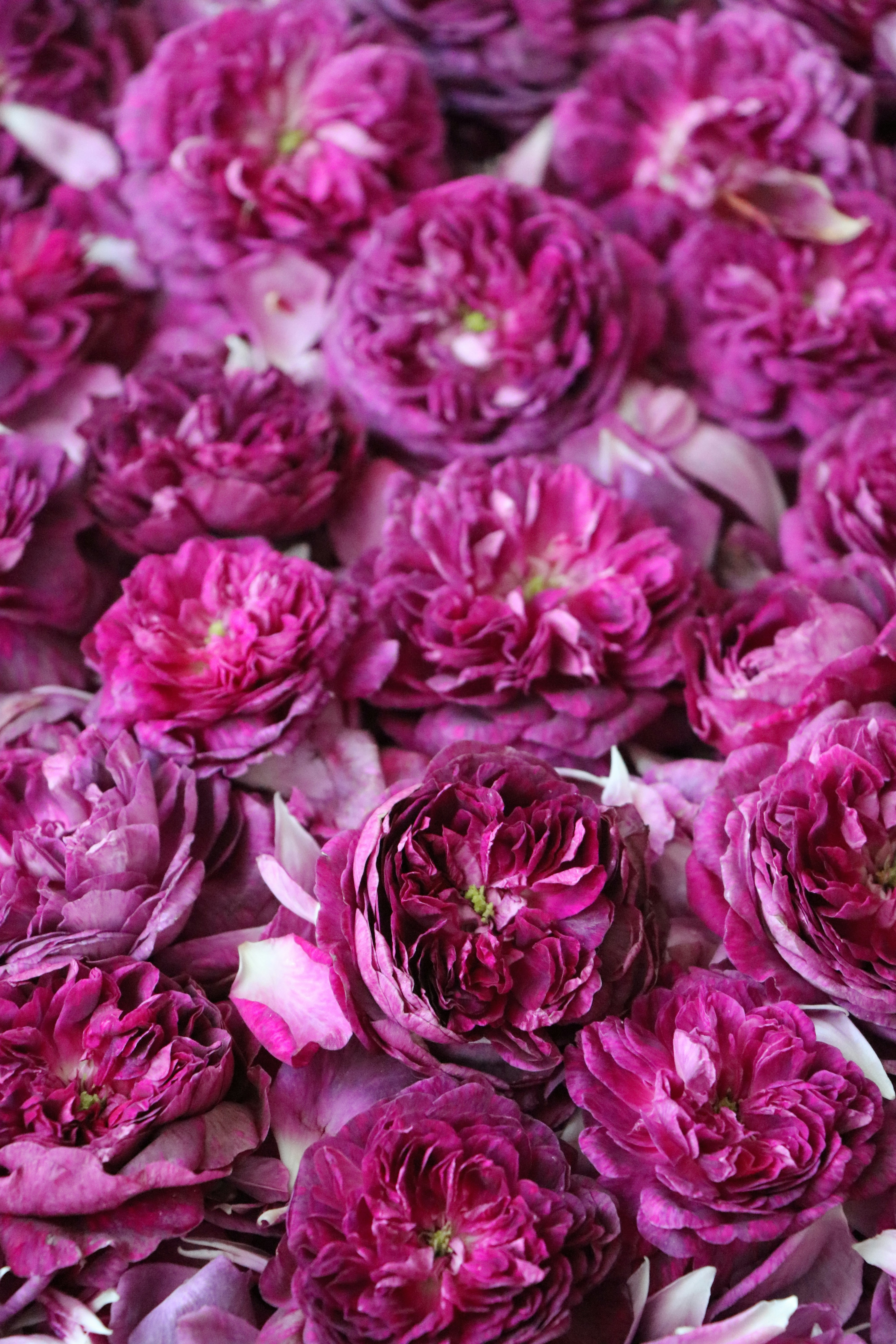Full Bloom Purple Roses