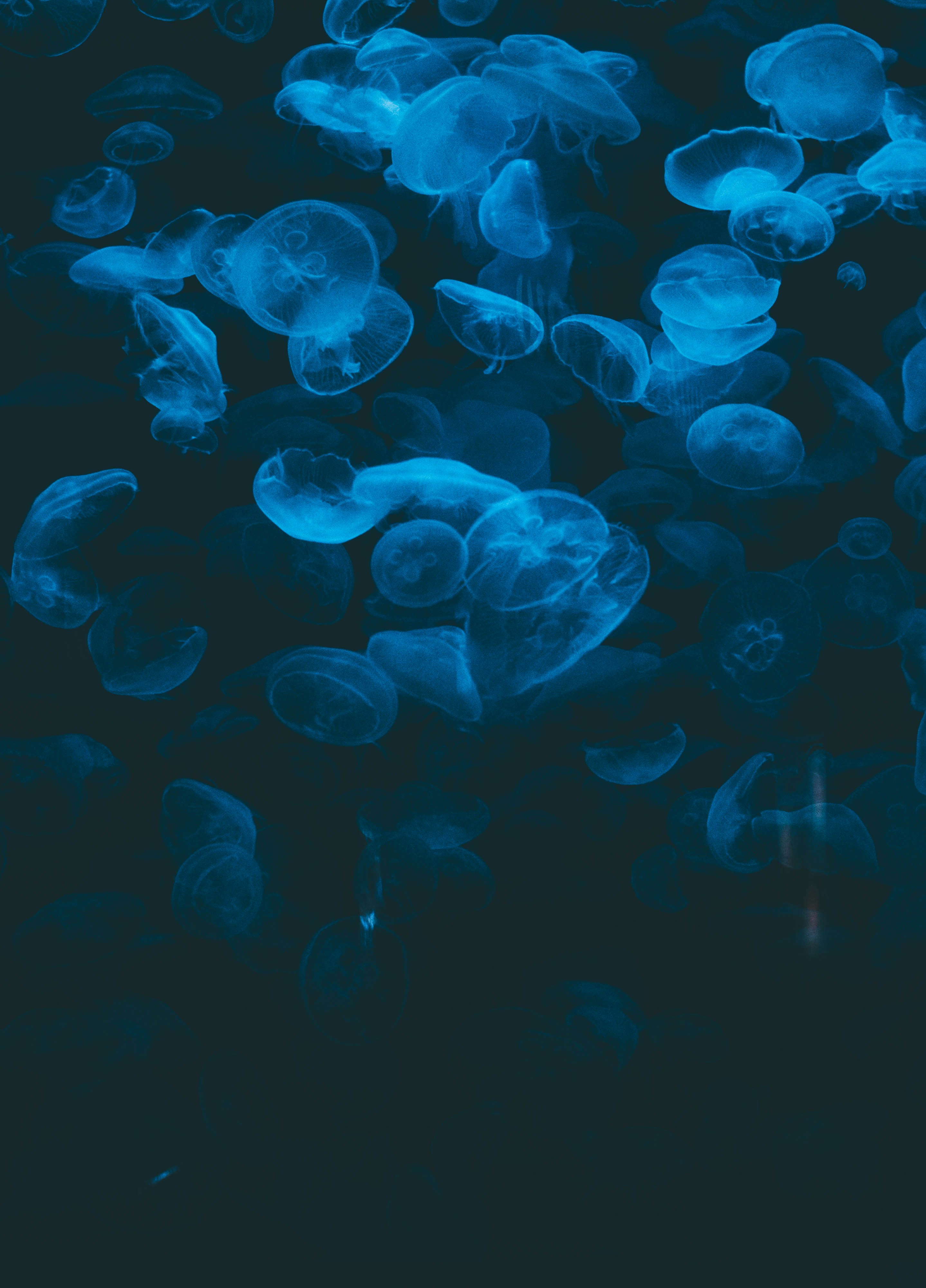 Glowing Blue Jellyfish in Dark Water