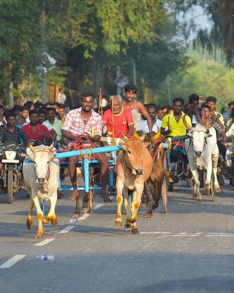 Bullock Cart Road Race