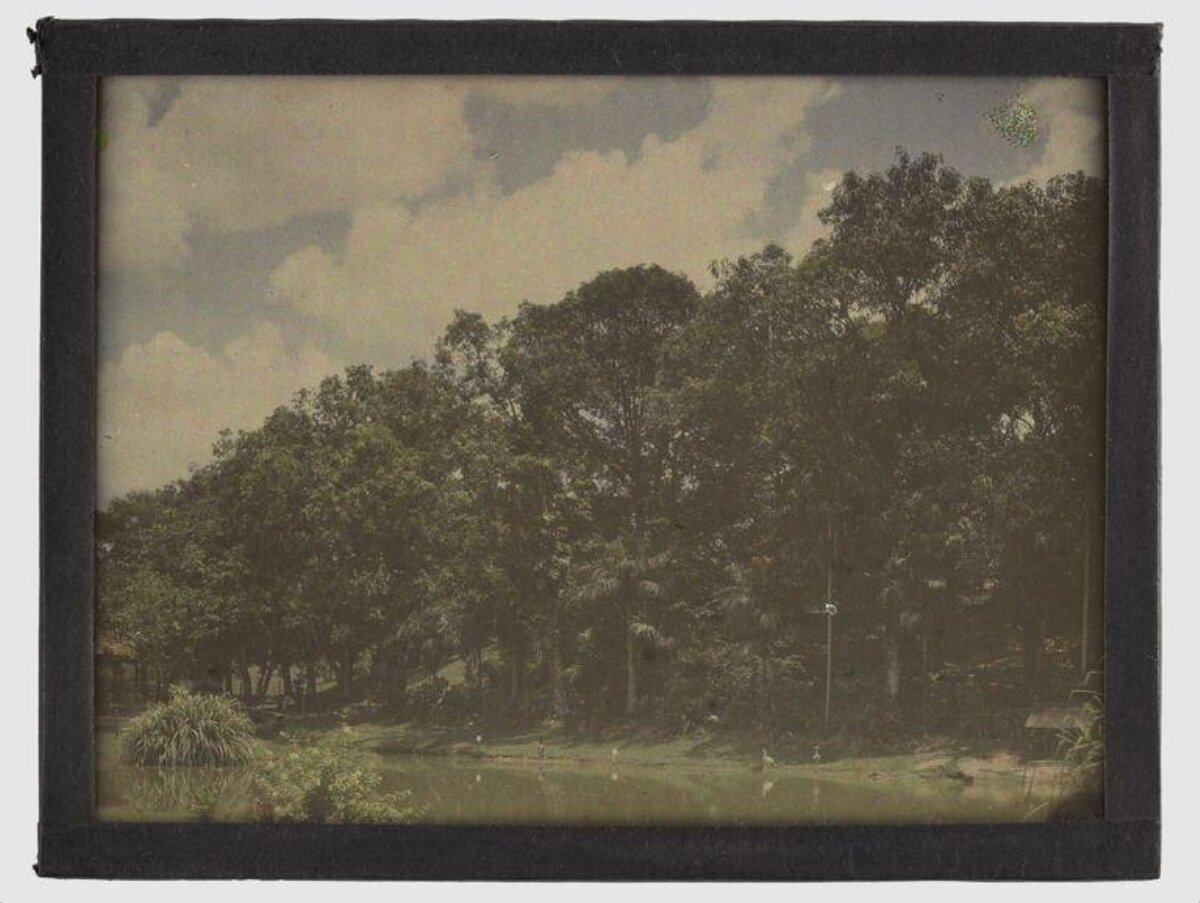 Vintage Lakeside Forest Landscape