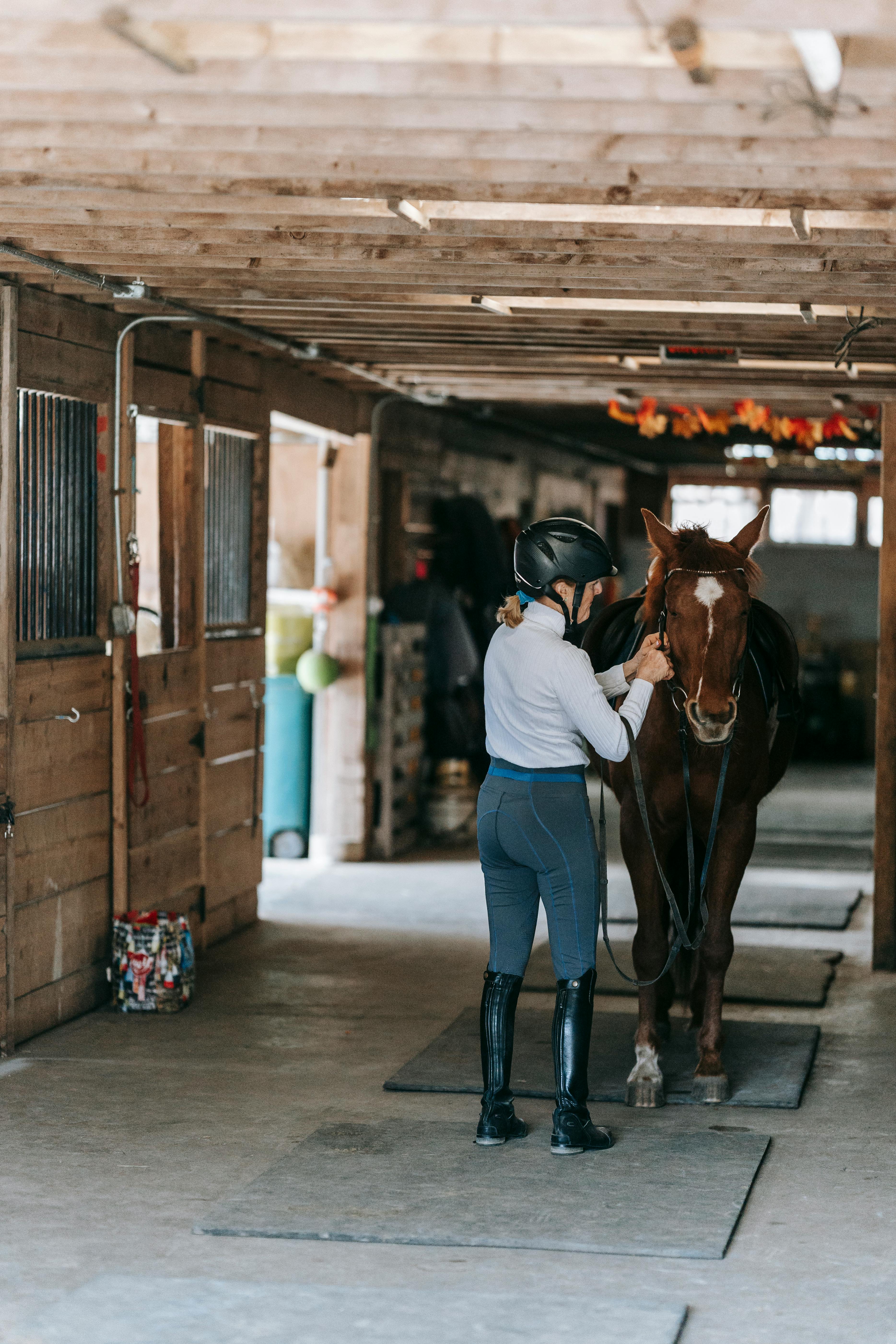 Equestrian Preparing Horse in Stable